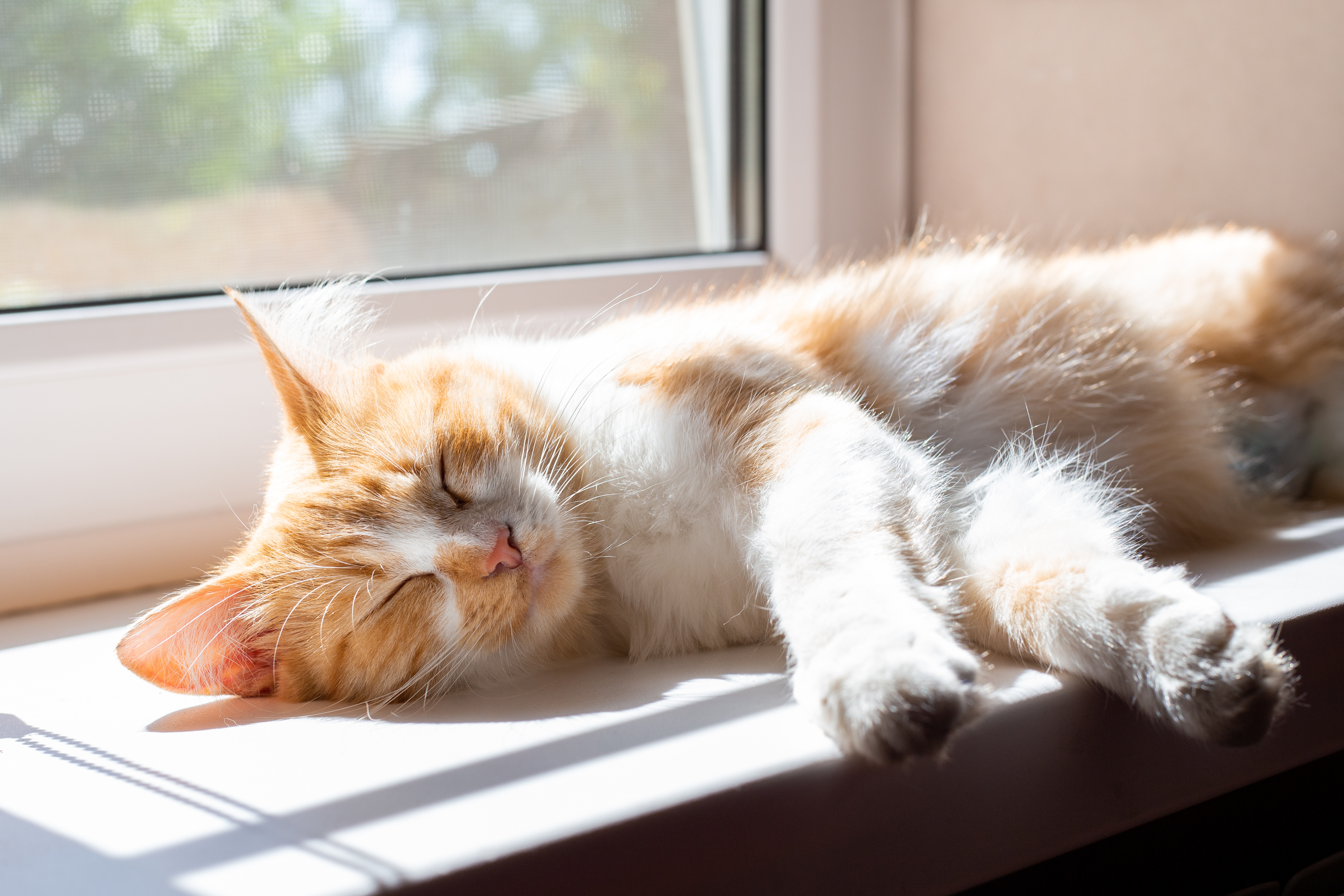 猫のストレス、住まいが原因。洗練された共生空間を築く