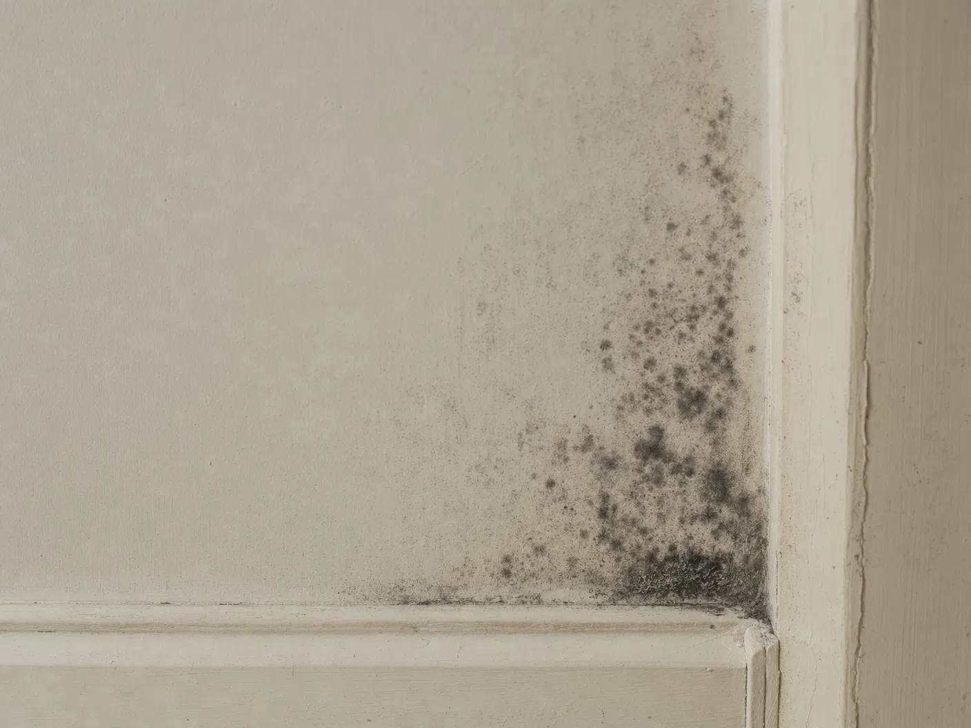 Close-up of dark mold growth pattern on an interior wall corner