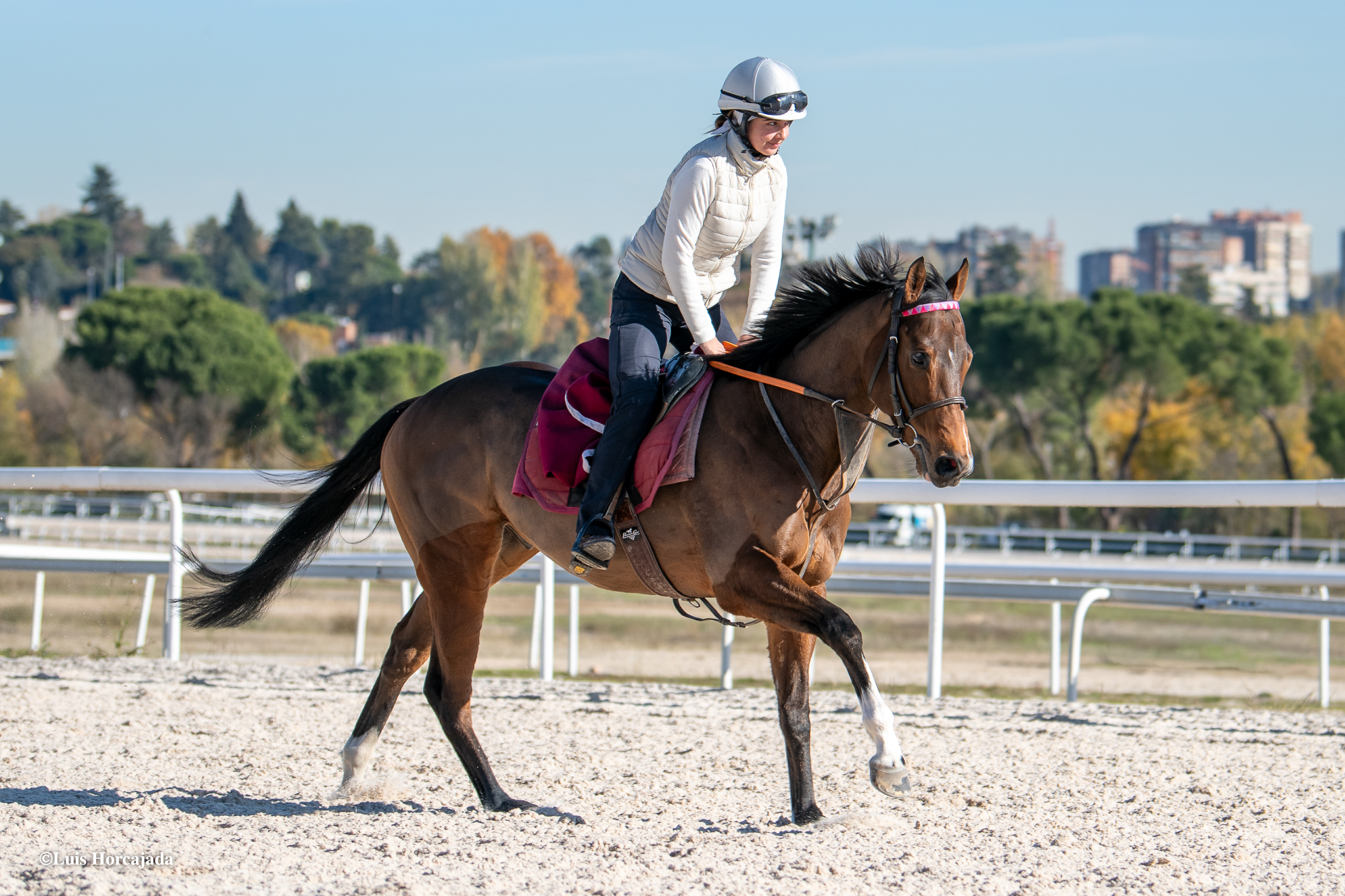 ALASKAN GOLD (IRE) 2