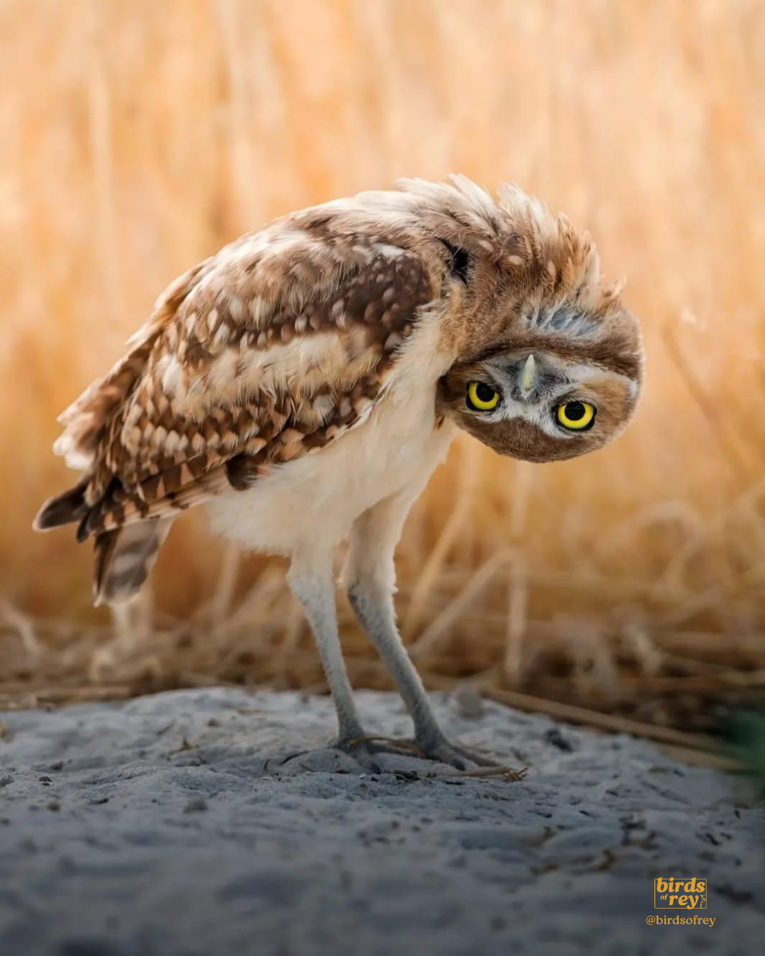 A young and curious burrowing owl 🙃