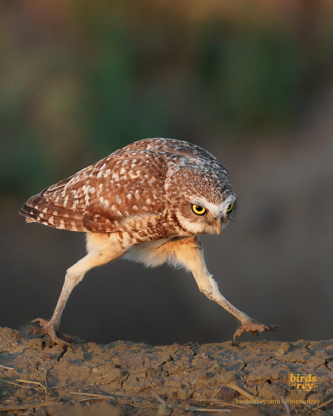 Burrowing Owl on the move 😅