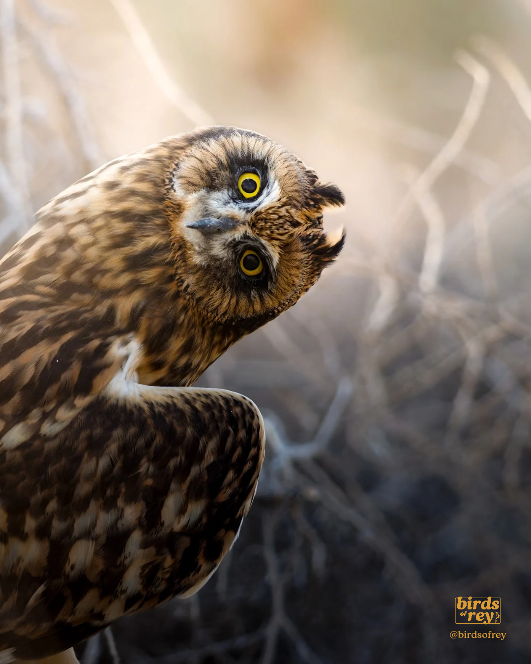 Short eared owl looking at me sideways.