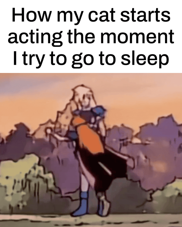 Why does my cat hate me