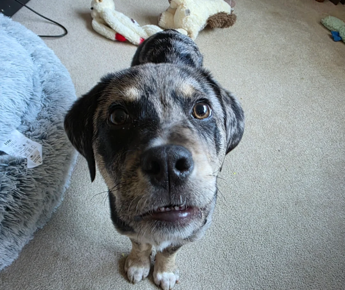 This ain’t a dog this is a grown man about to say we need to talk