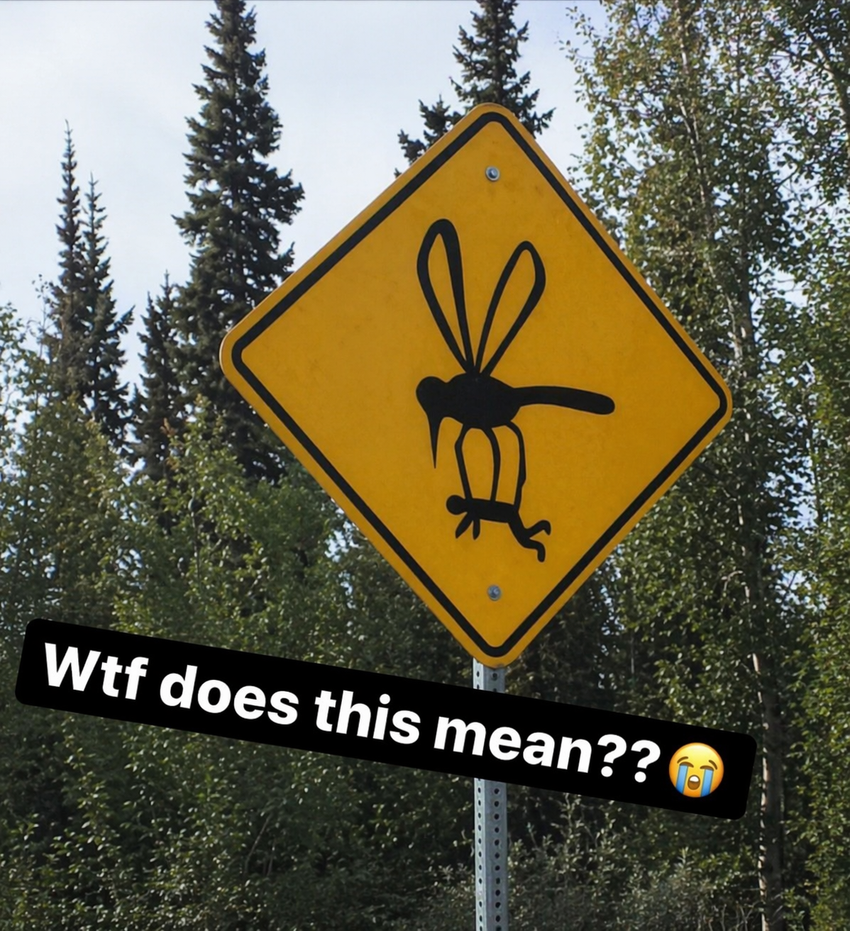 Wait a damn minute ,,which bird is this ?