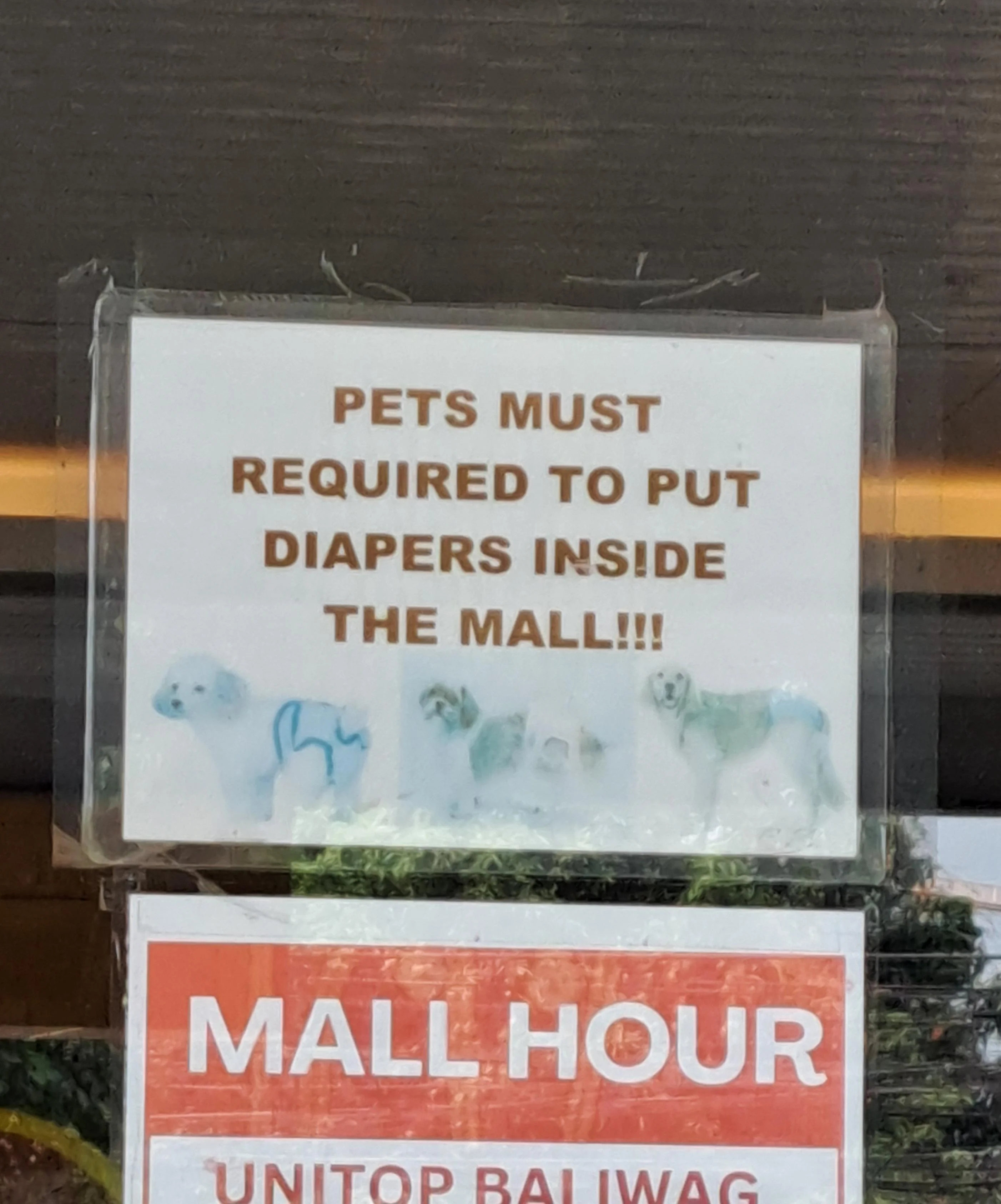 Dog whisperer needed to train my doggo to put diapers on people