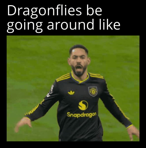 Dragonfly