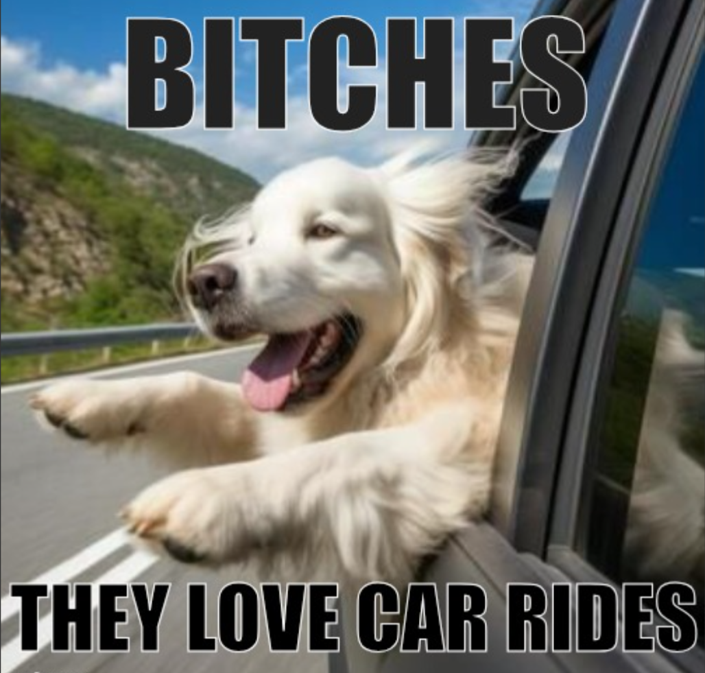 Riding in cars, they love it