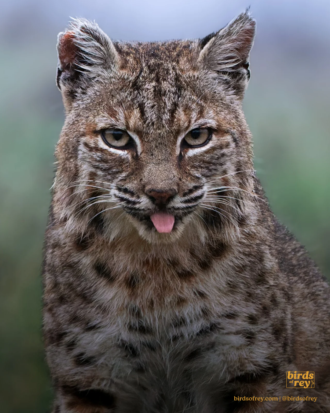 Blepcat