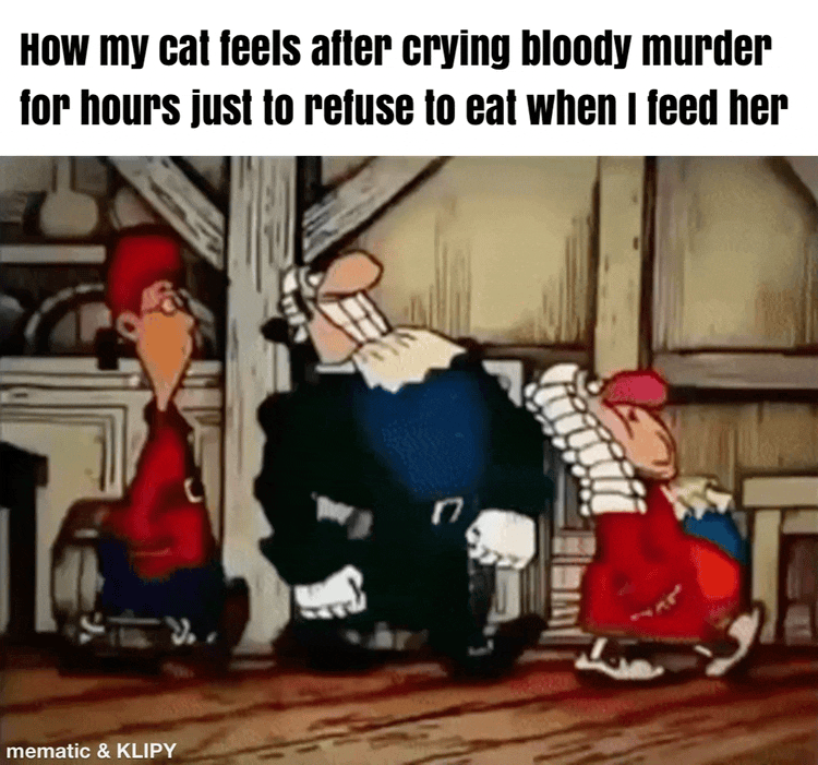 Feeding time cat edition