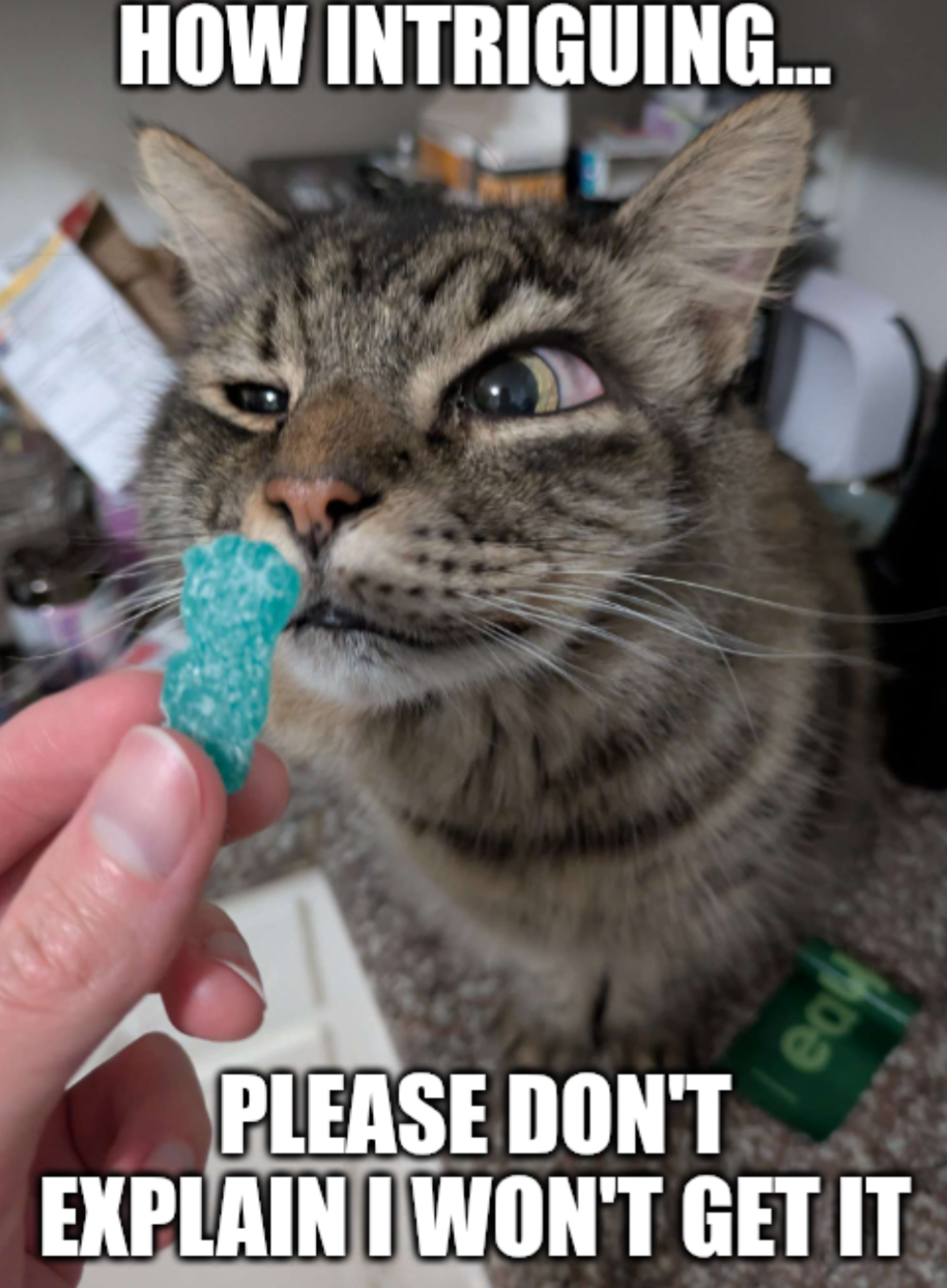 Cat sour patch kid