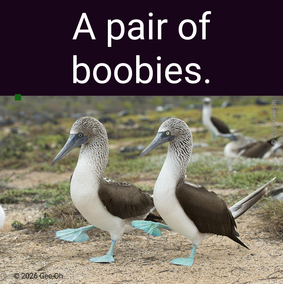Who doesn't like a nice pair of boobies?