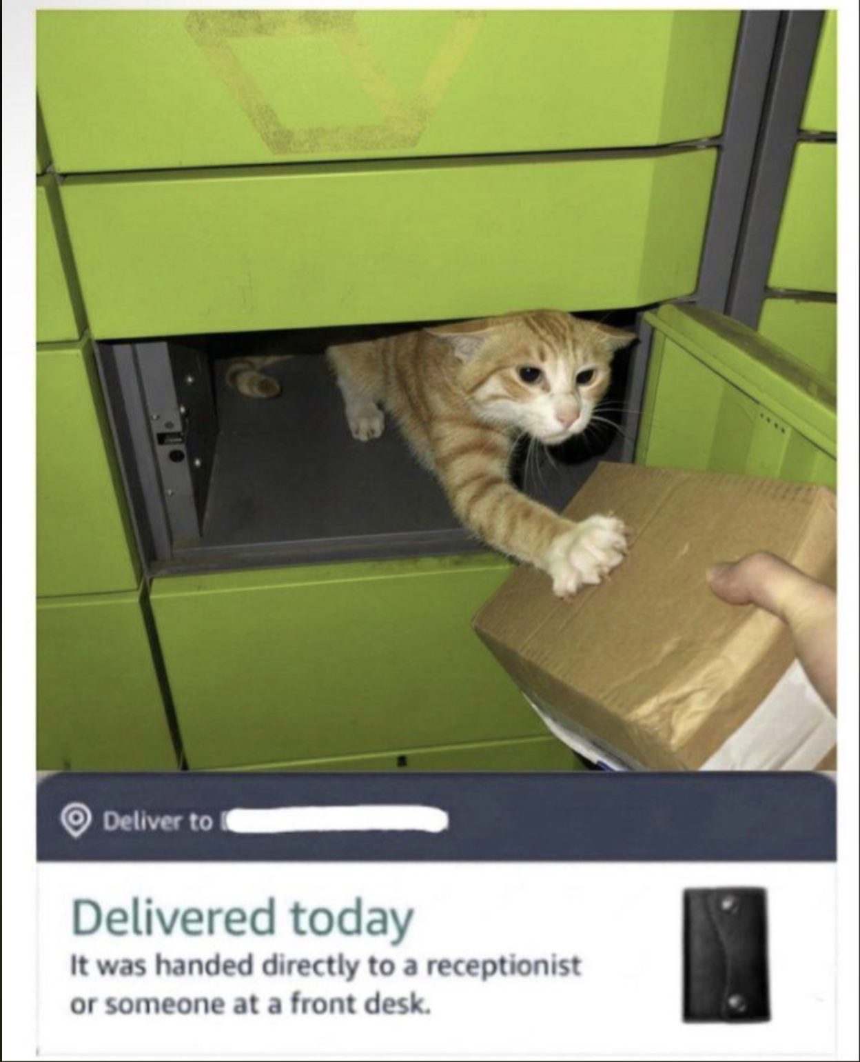 A-meow-zon