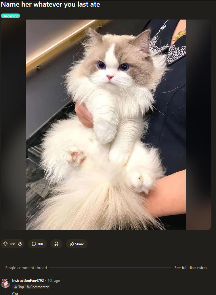 OMG SUCH A CUTE KITTY!