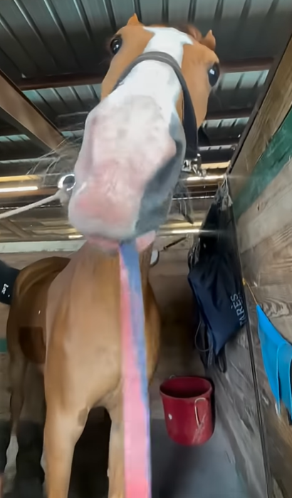 Handsome horse selfie