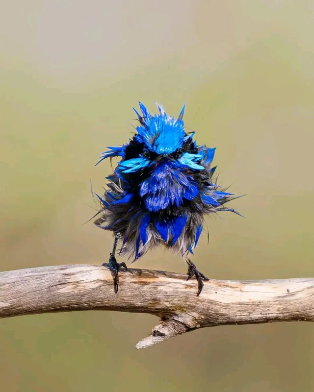 Lil Fairywren got a Bad Hair Day just after it Rained.