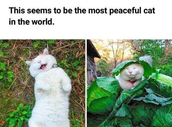 This seems to be the most peaceful cat in the world