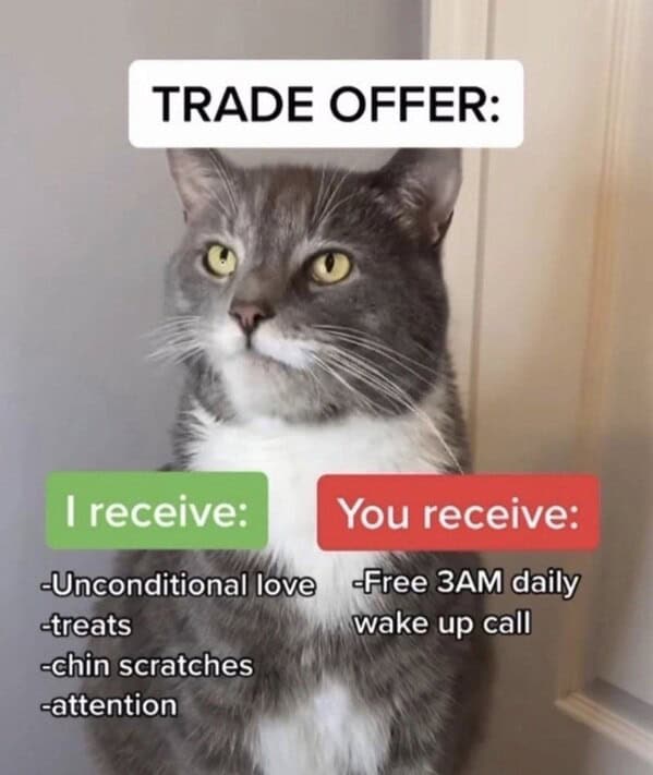Cat trade offer: I receive unconditional love, you receive 3AM wake up calls