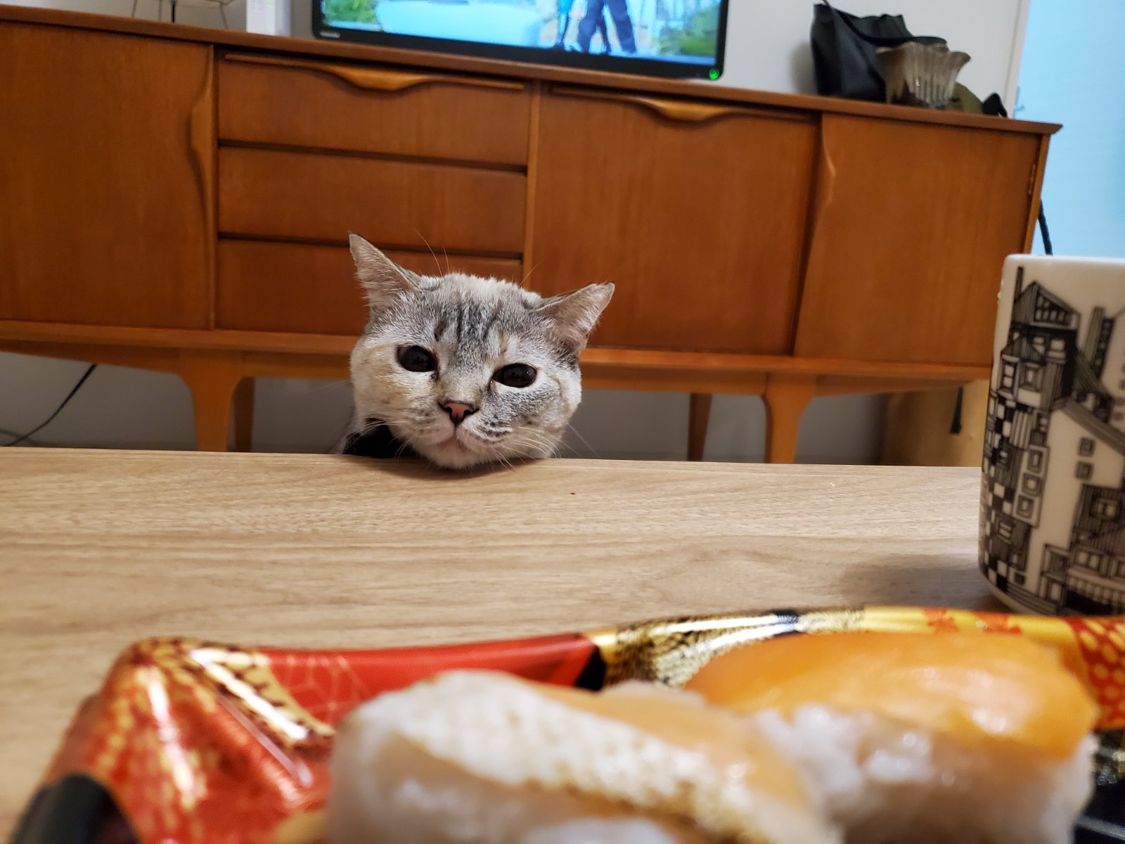 猫の写真