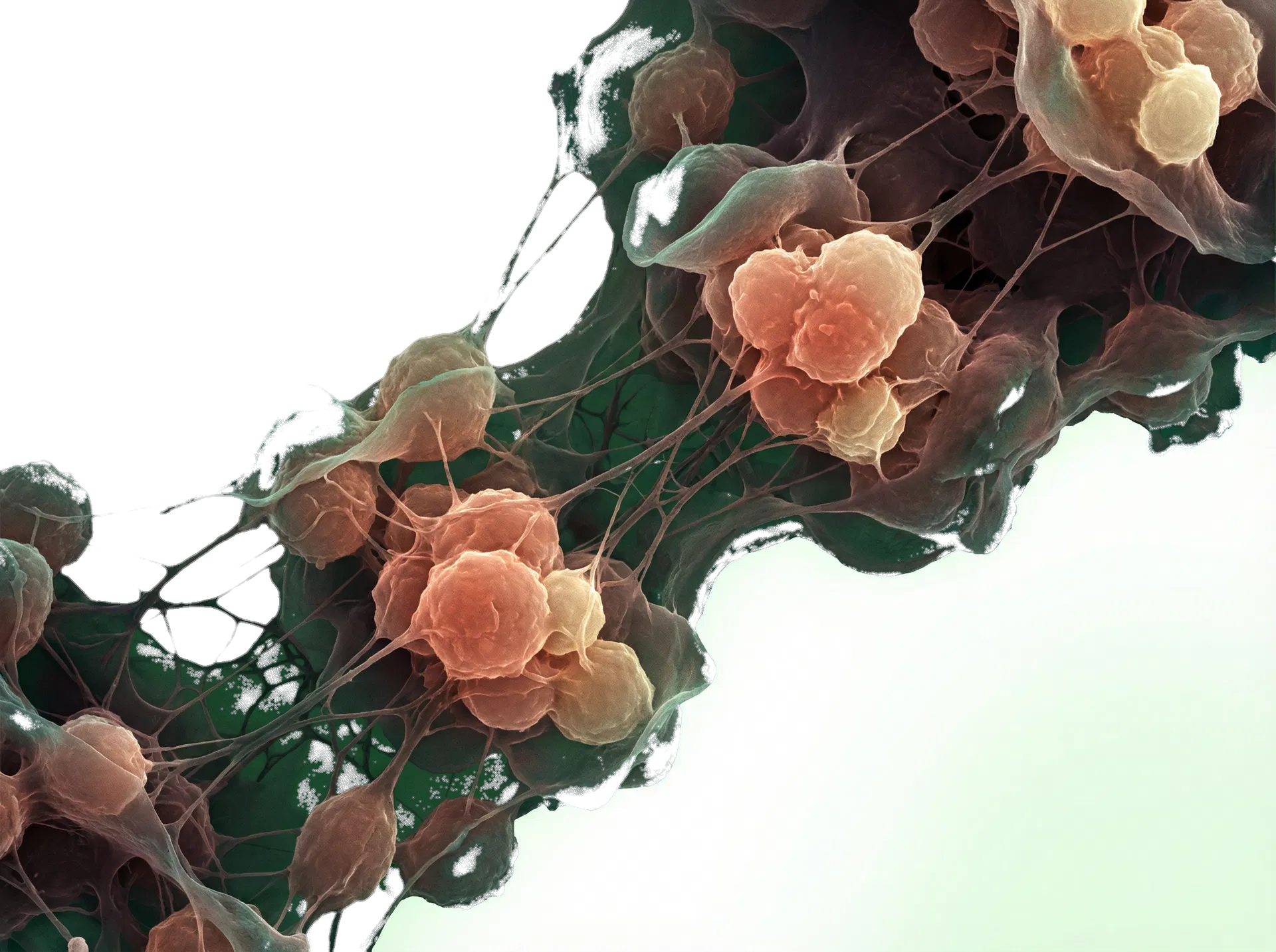 Abstract visualization of patient-derived cells and connective structures