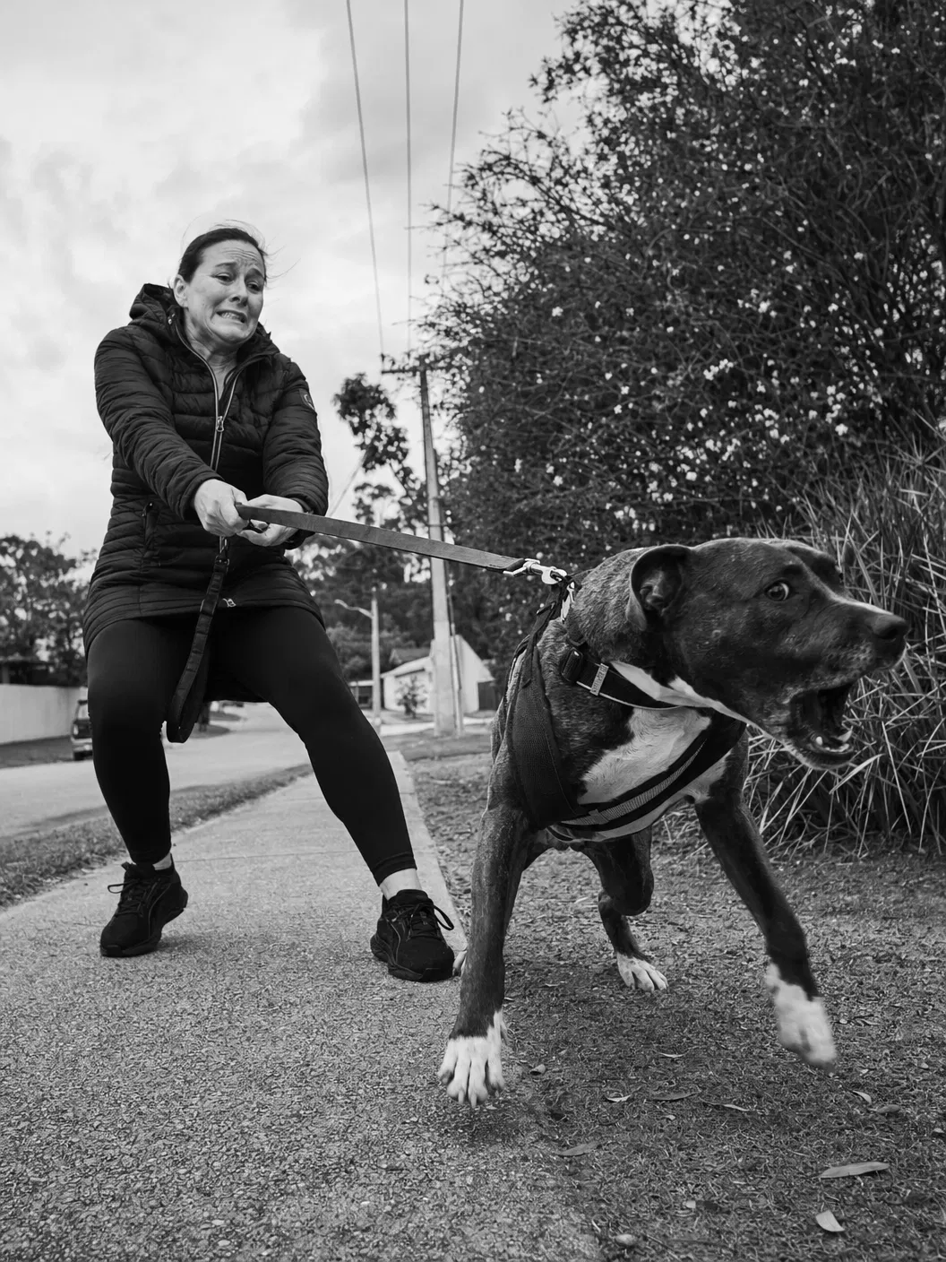 Owner struggling with reactive dog on leash