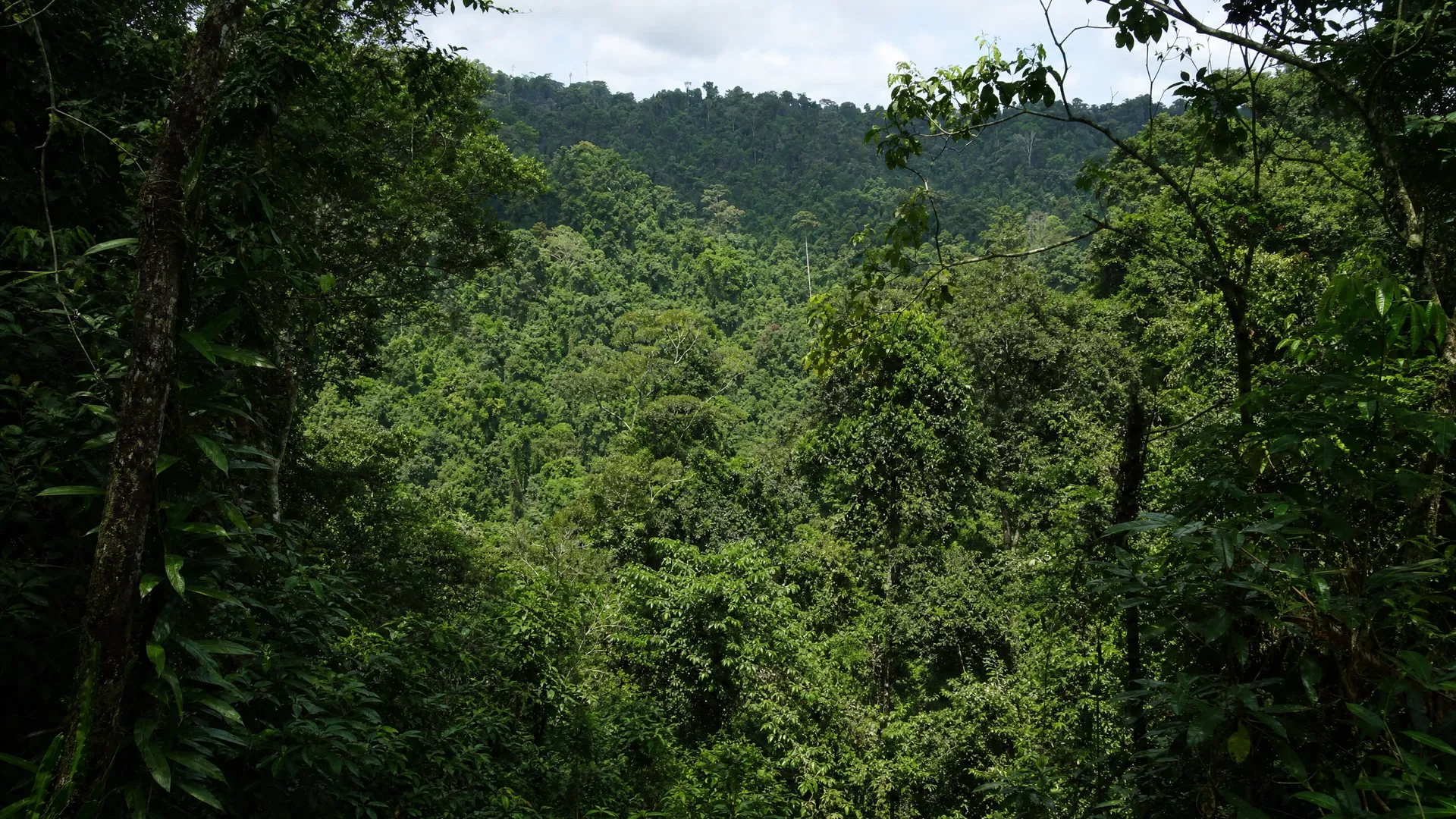 Rigo District Tropical Forest