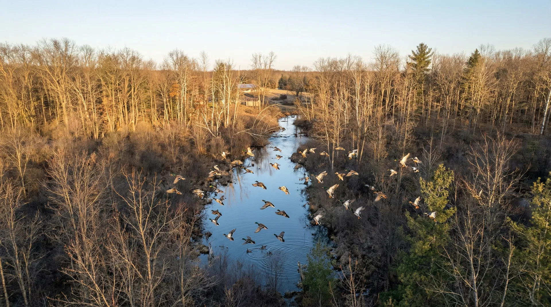 Private Flyway Oasis — ducks decoying over the pond