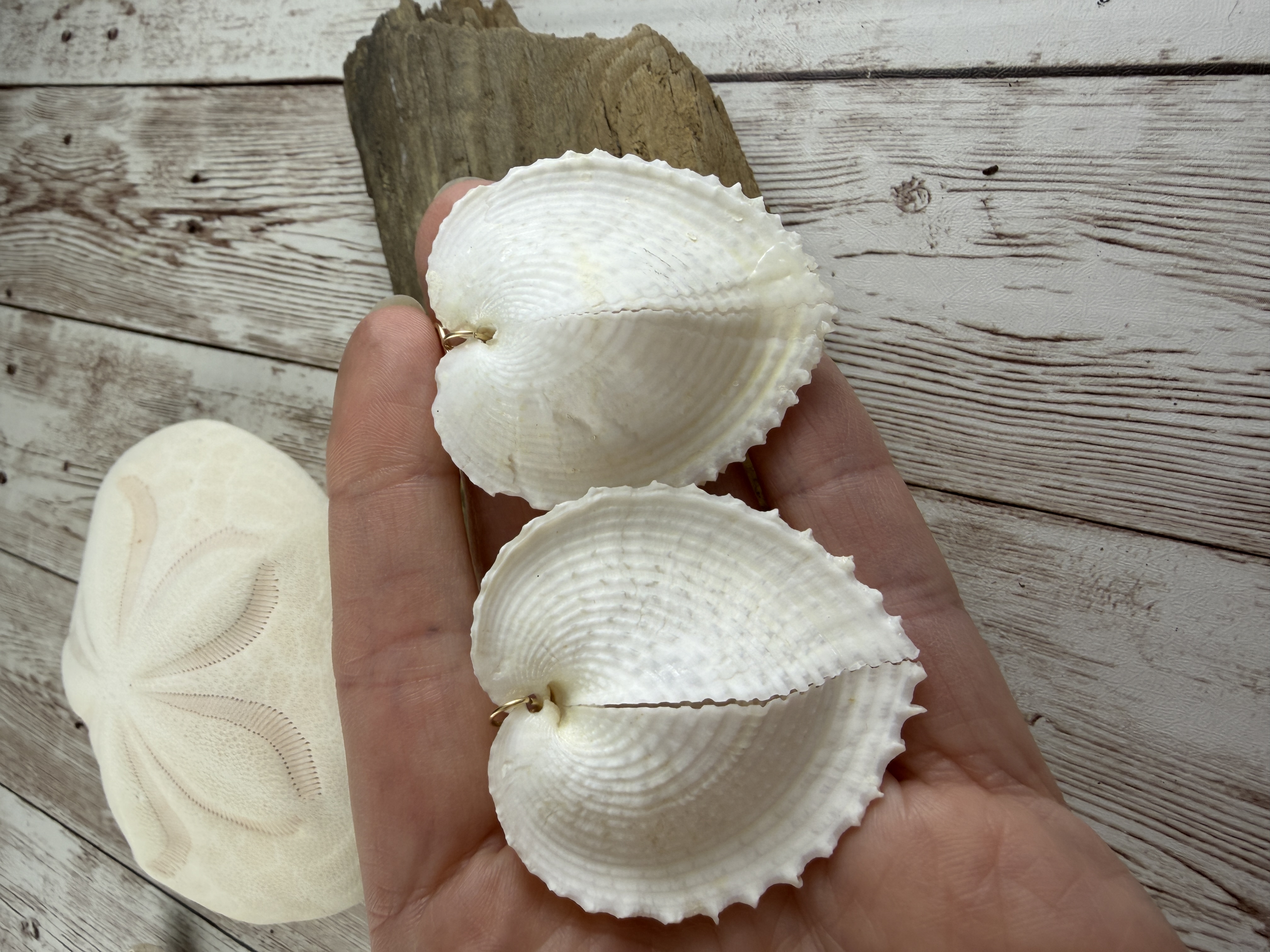 Heart Cockle Shell Earrings, Gold Fill or Sterling Silver, Bridal Jewelry thumbnail 3