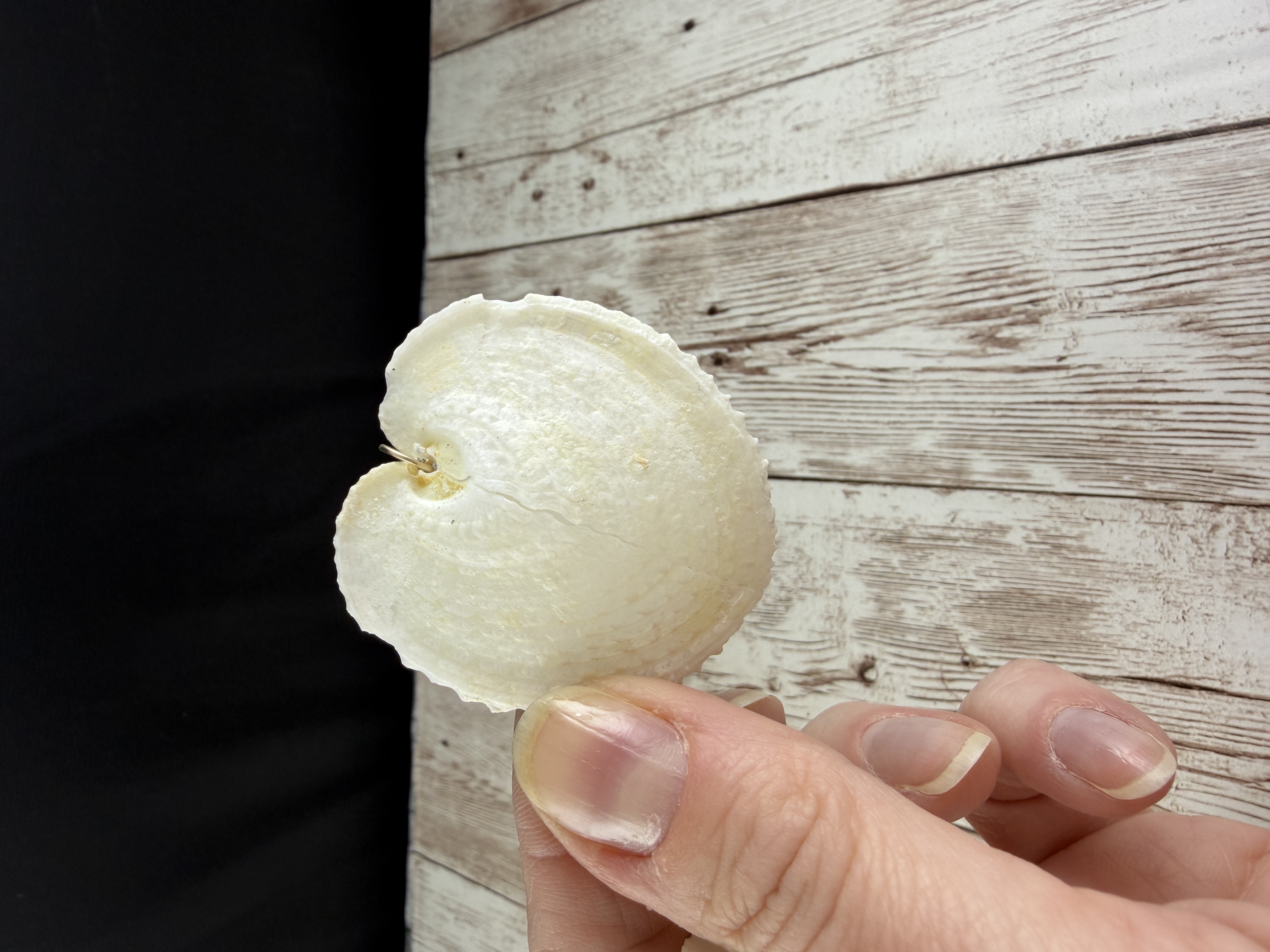 Heart Cockle Shell Earrings, Gold Fill or Sterling Silver, Bridal Jewelry thumbnail 6