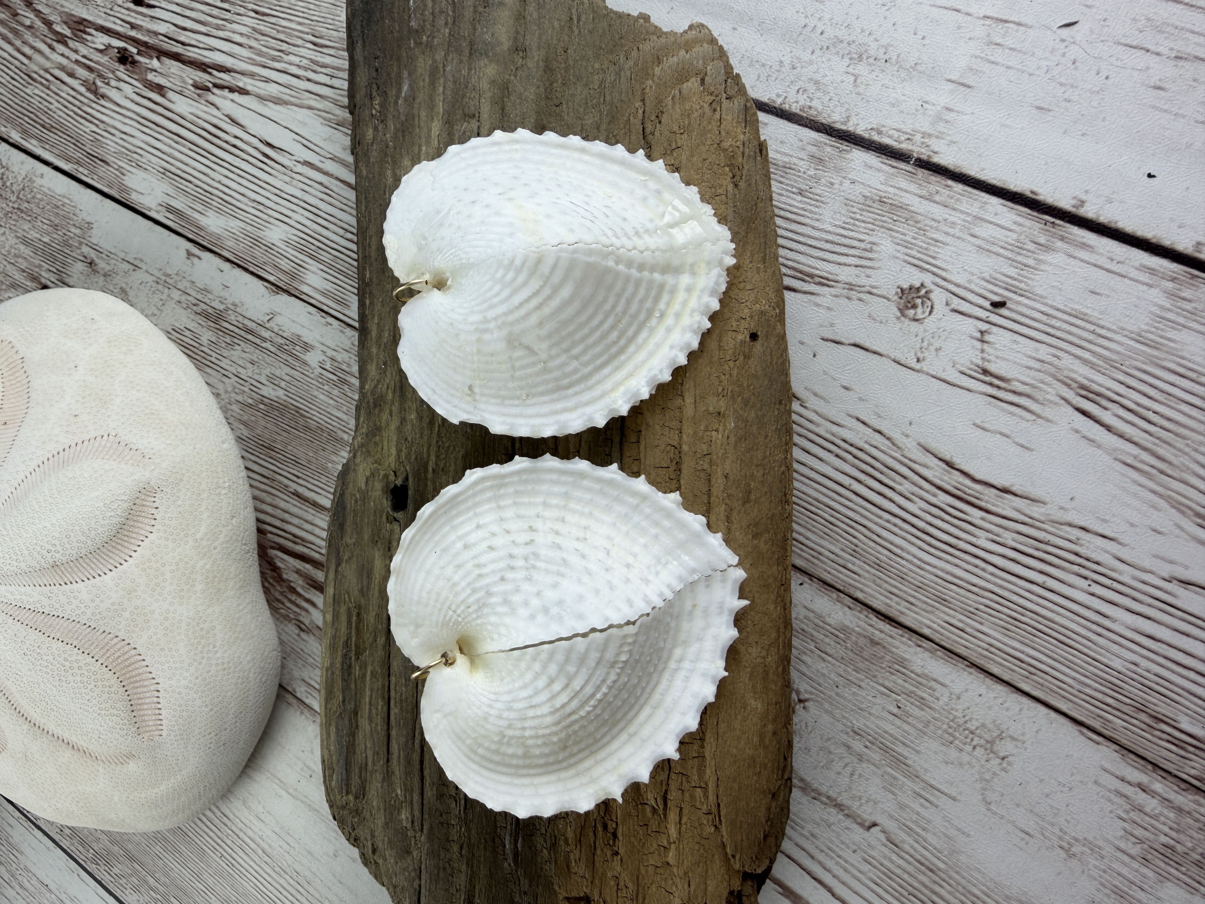 Heart Cockle Shell Earrings, Gold Fill or Sterling Silver, Bridal Jewelry thumbnail 2