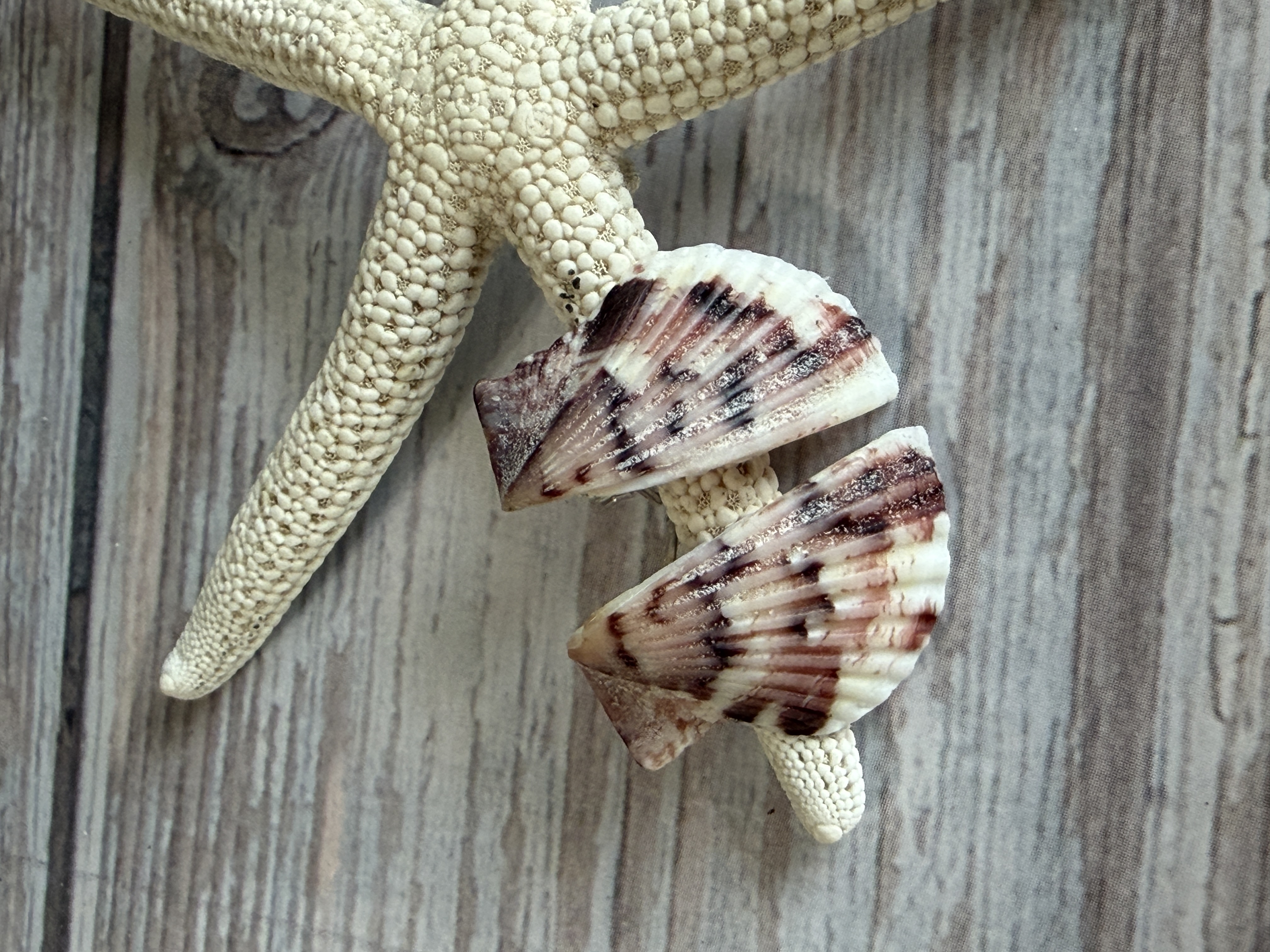 Half Shell Stud Earrings #1 — handmade earrings by Geena Dykes at Taylor And Caroline, made with Shell, Sterling Silver