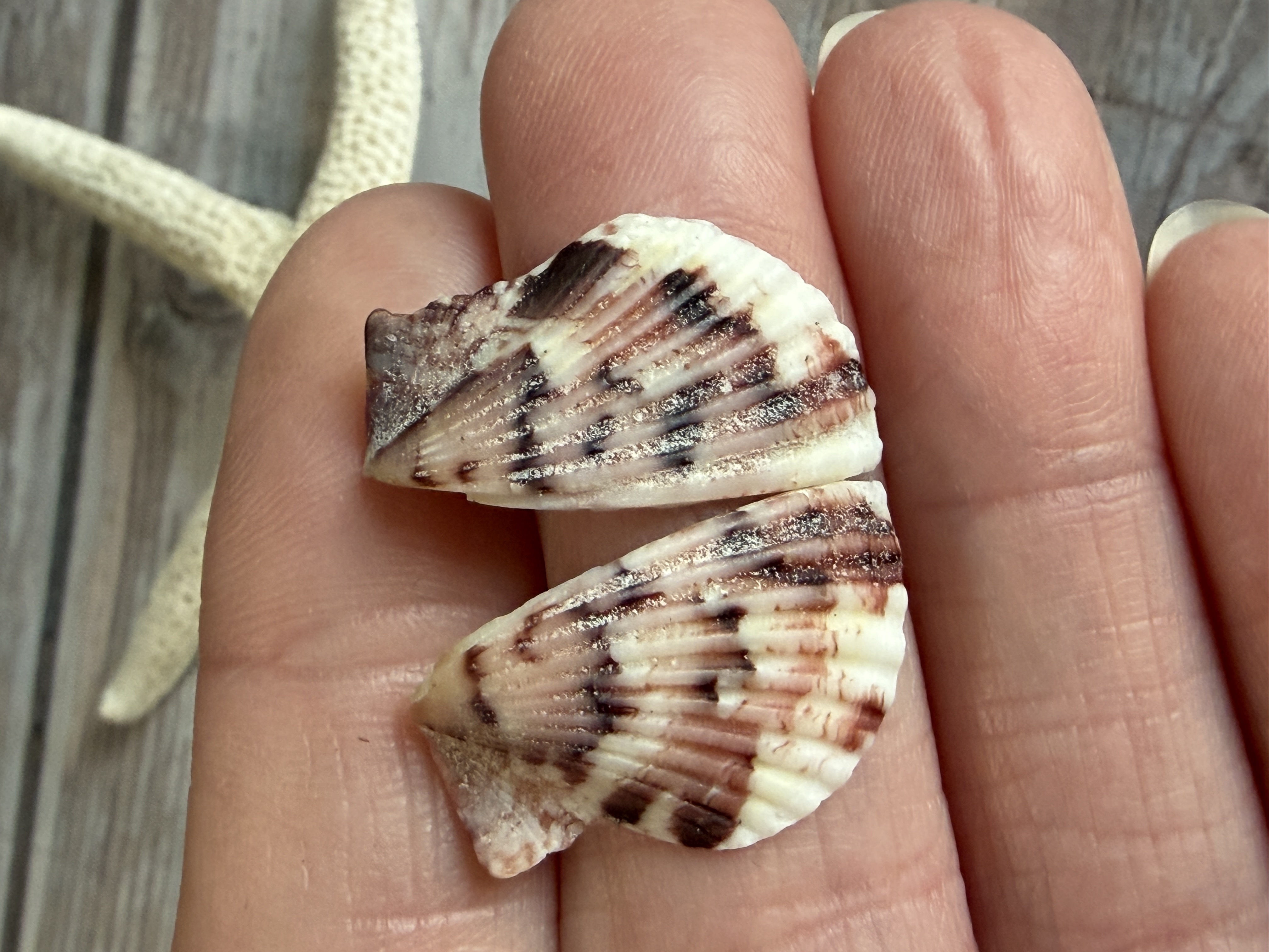 Half Shell Stud Earrings #1 thumbnail 3