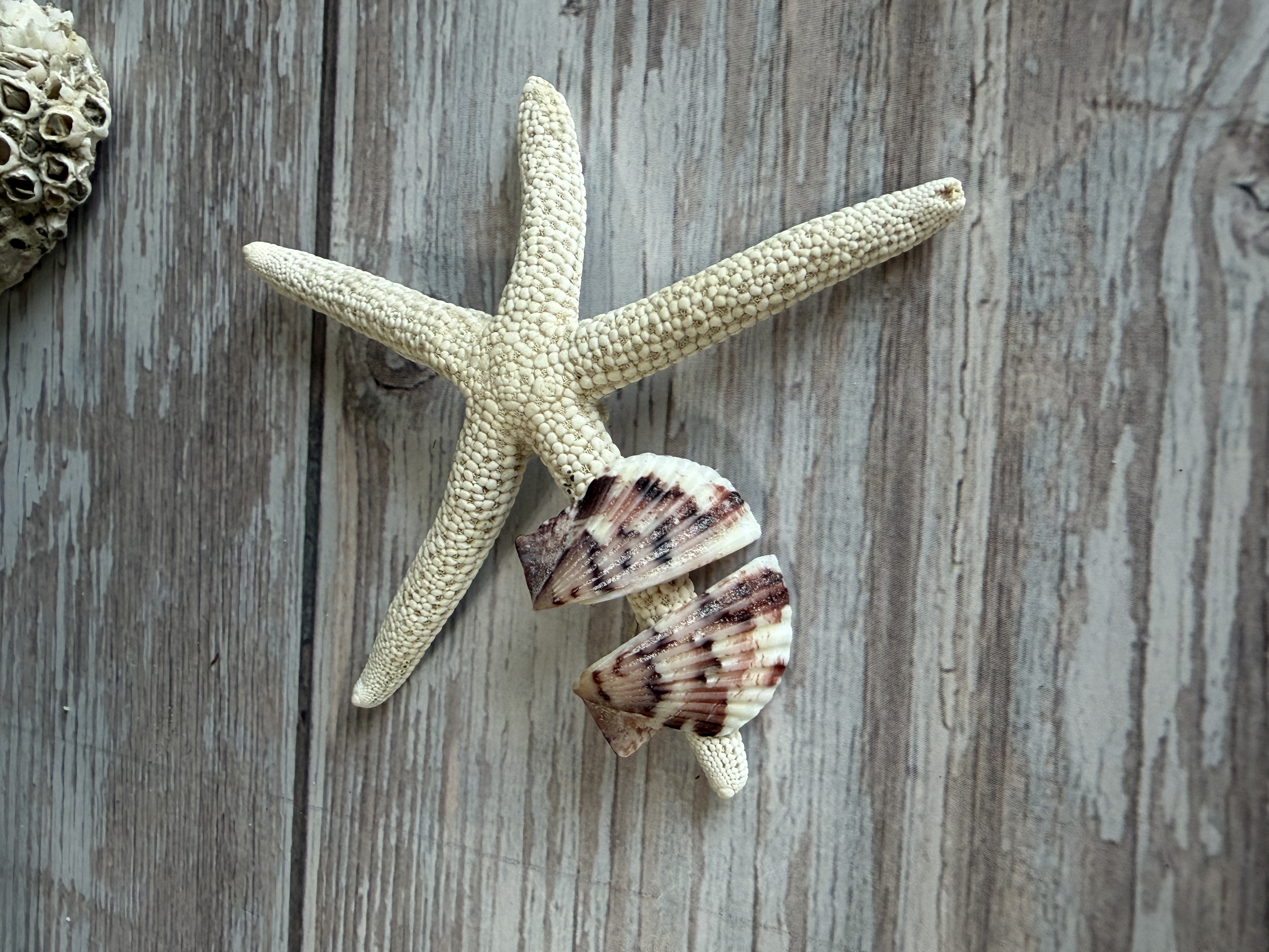 Half Shell Stud Earrings #1 thumbnail 2