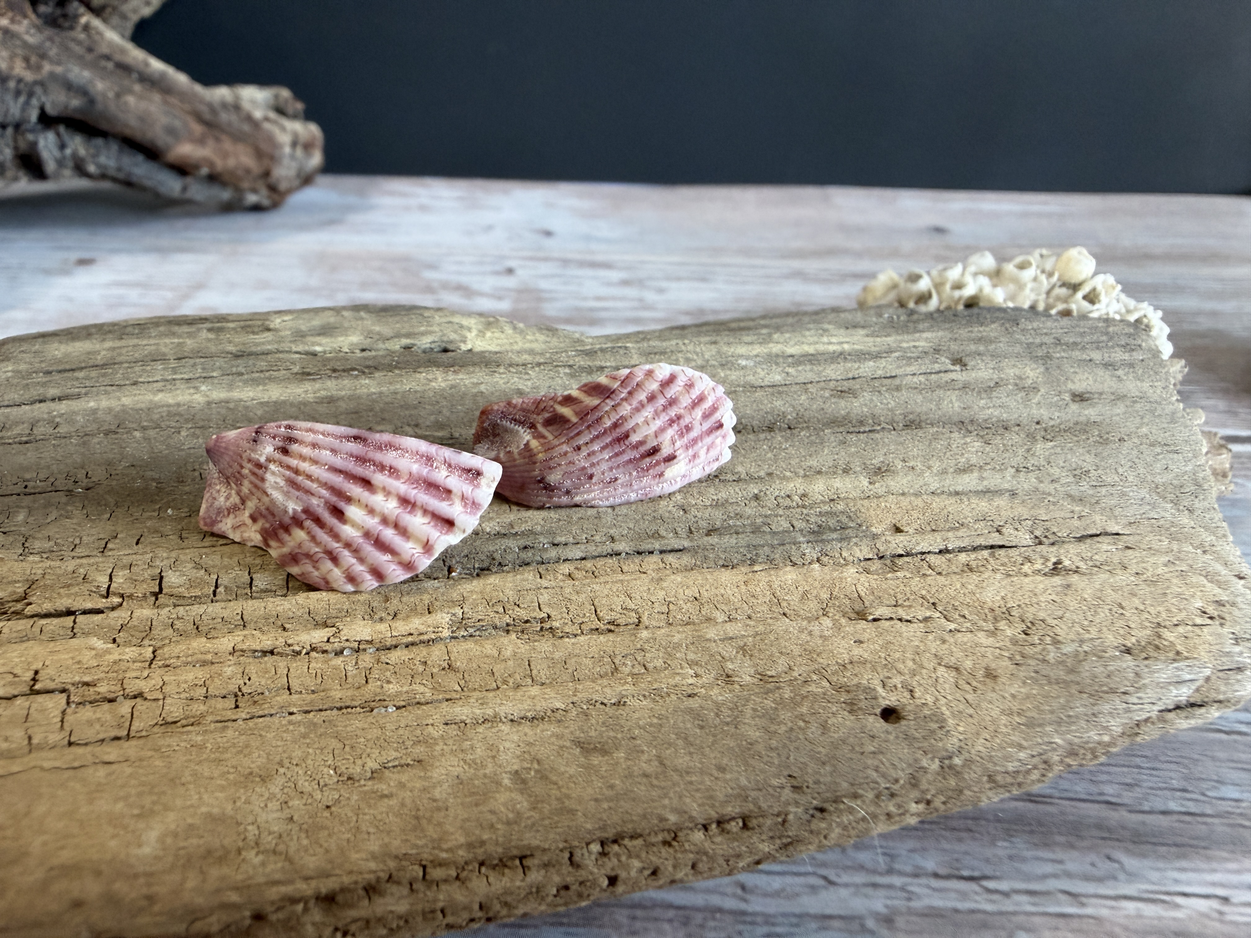 Half Shell Stud Earrings #2 thumbnail 2