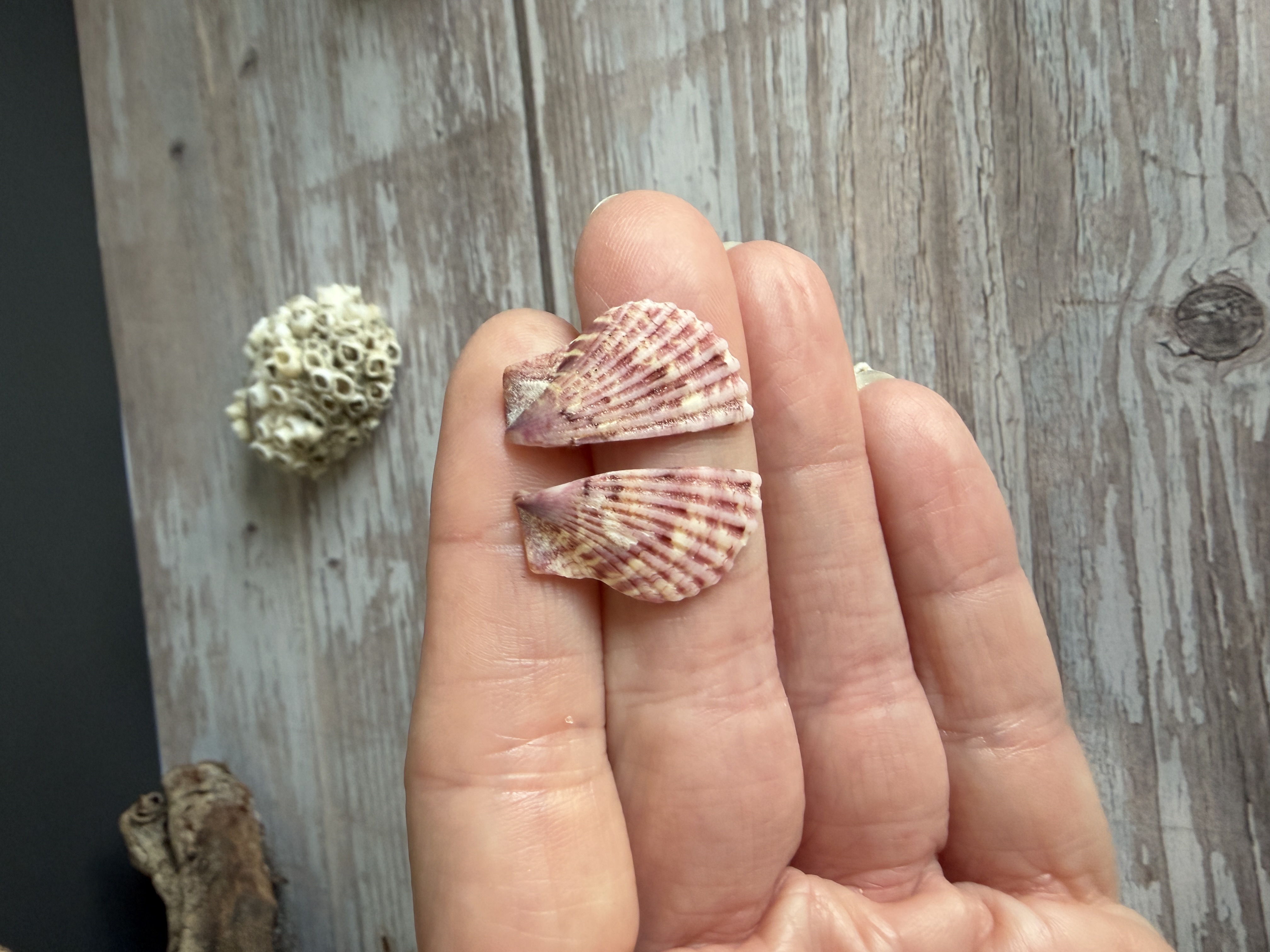 Half Shell Stud Earrings #2 thumbnail 4