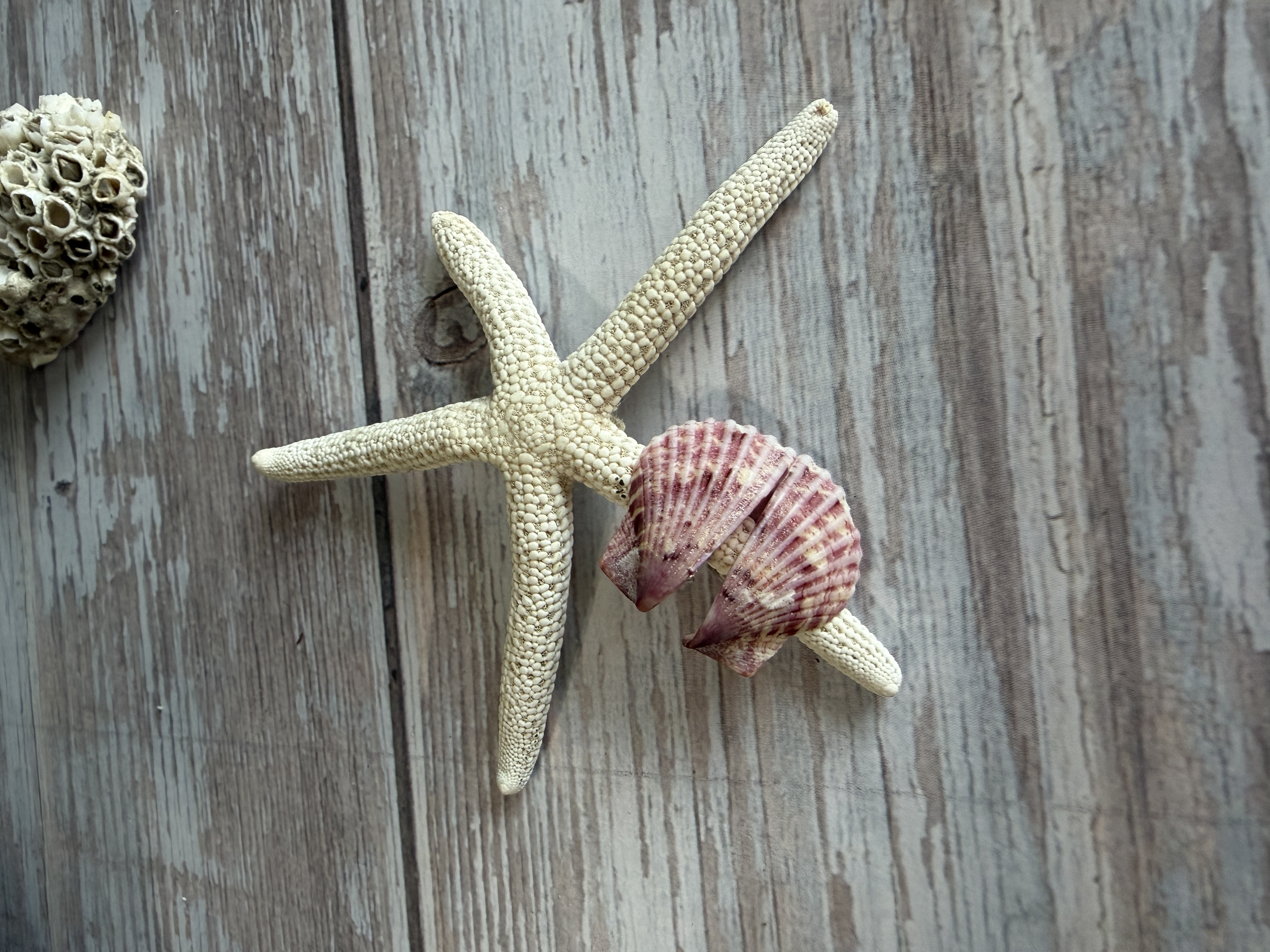 Half Shell Stud Earrings #2 — handmade earrings by Geena Dykes at Taylor And Caroline, made with shell, sterling silver
