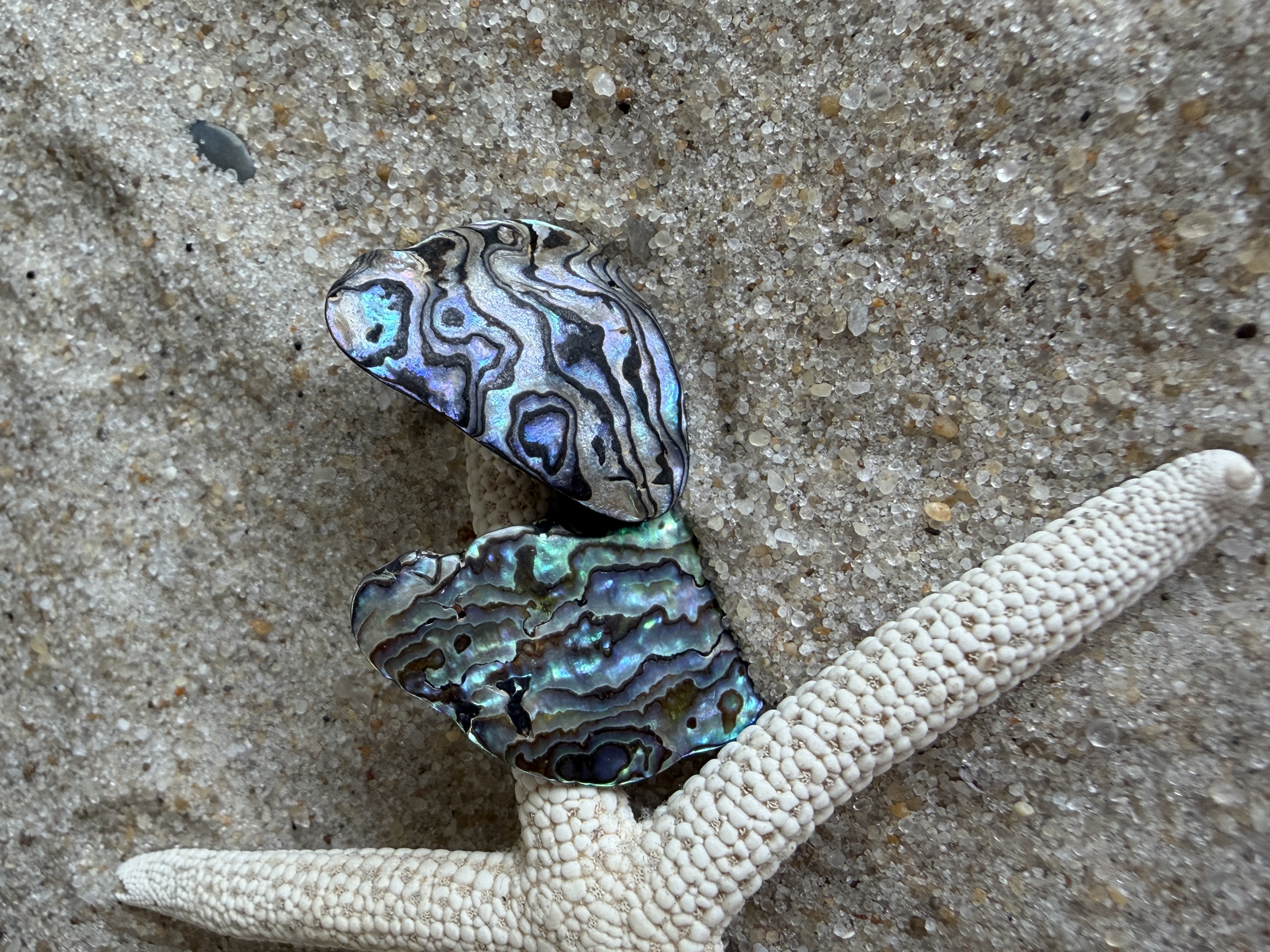 Abalone Shell Studs No. 5 — Handmade by Geena Dykes at Taylor And Caroline