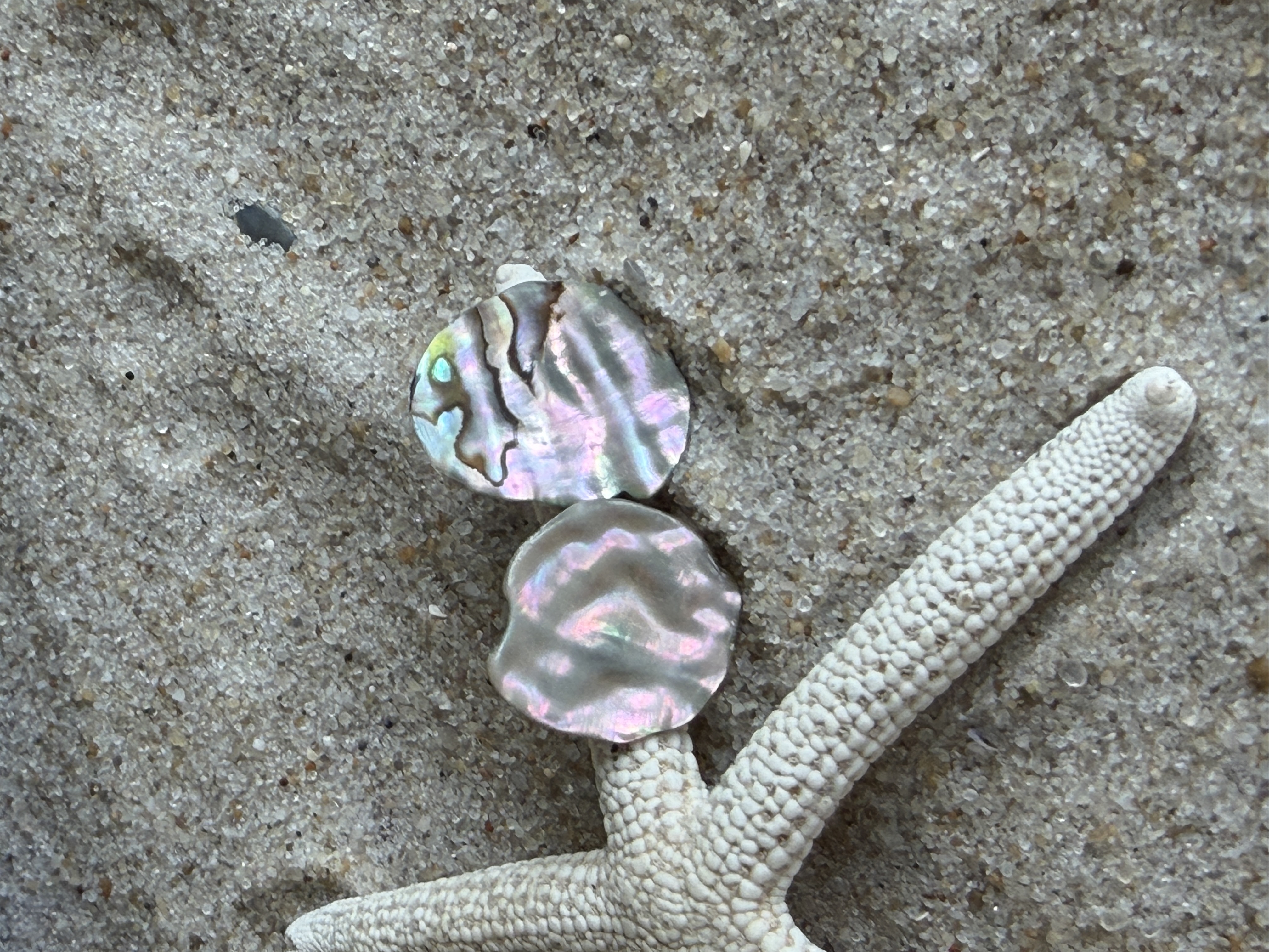 Abalone Shell Studs No. 7 — Handmade by Geena Dykes at Taylor And Caroline