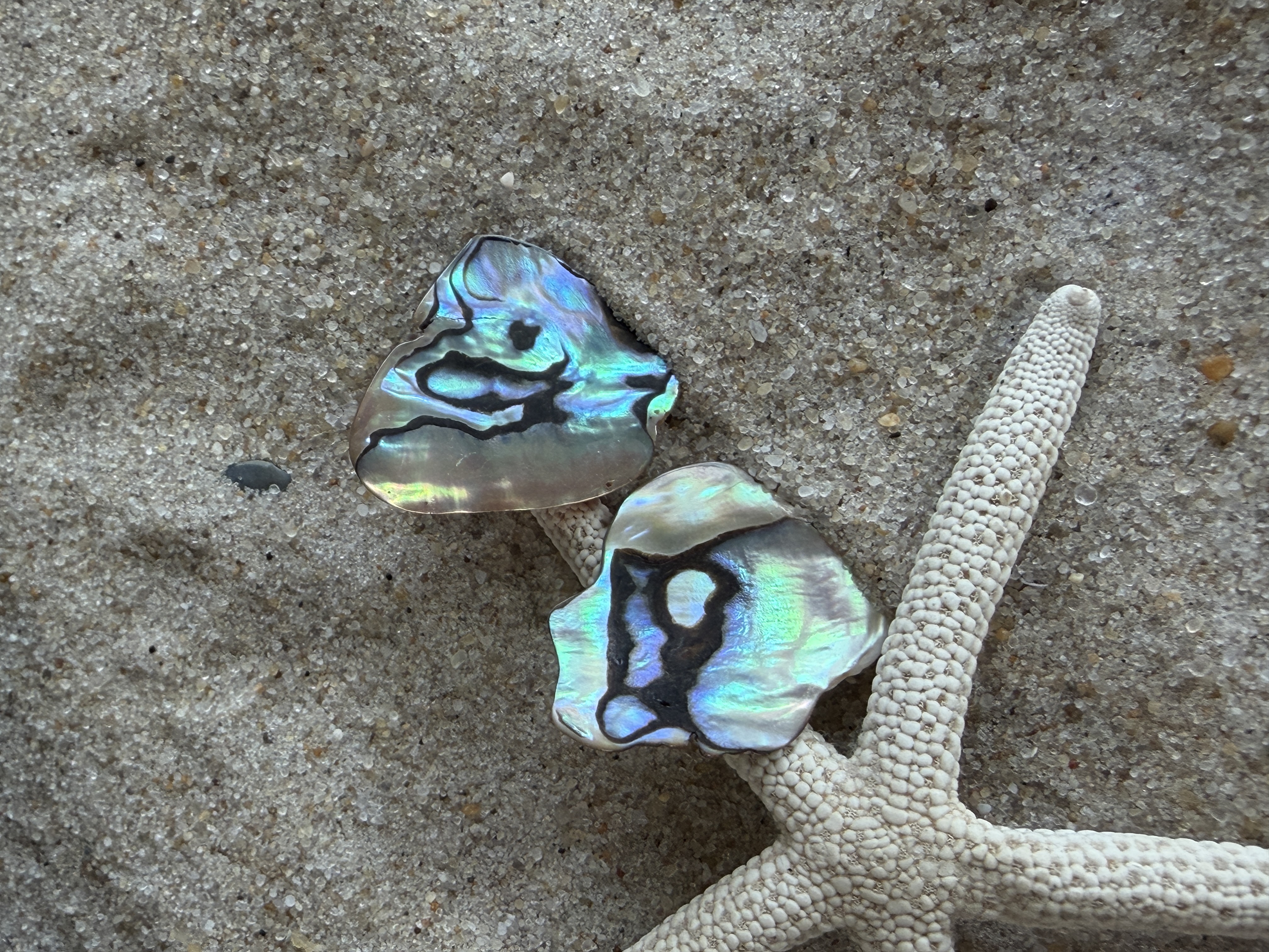 Abalone Shell Studs No. 1