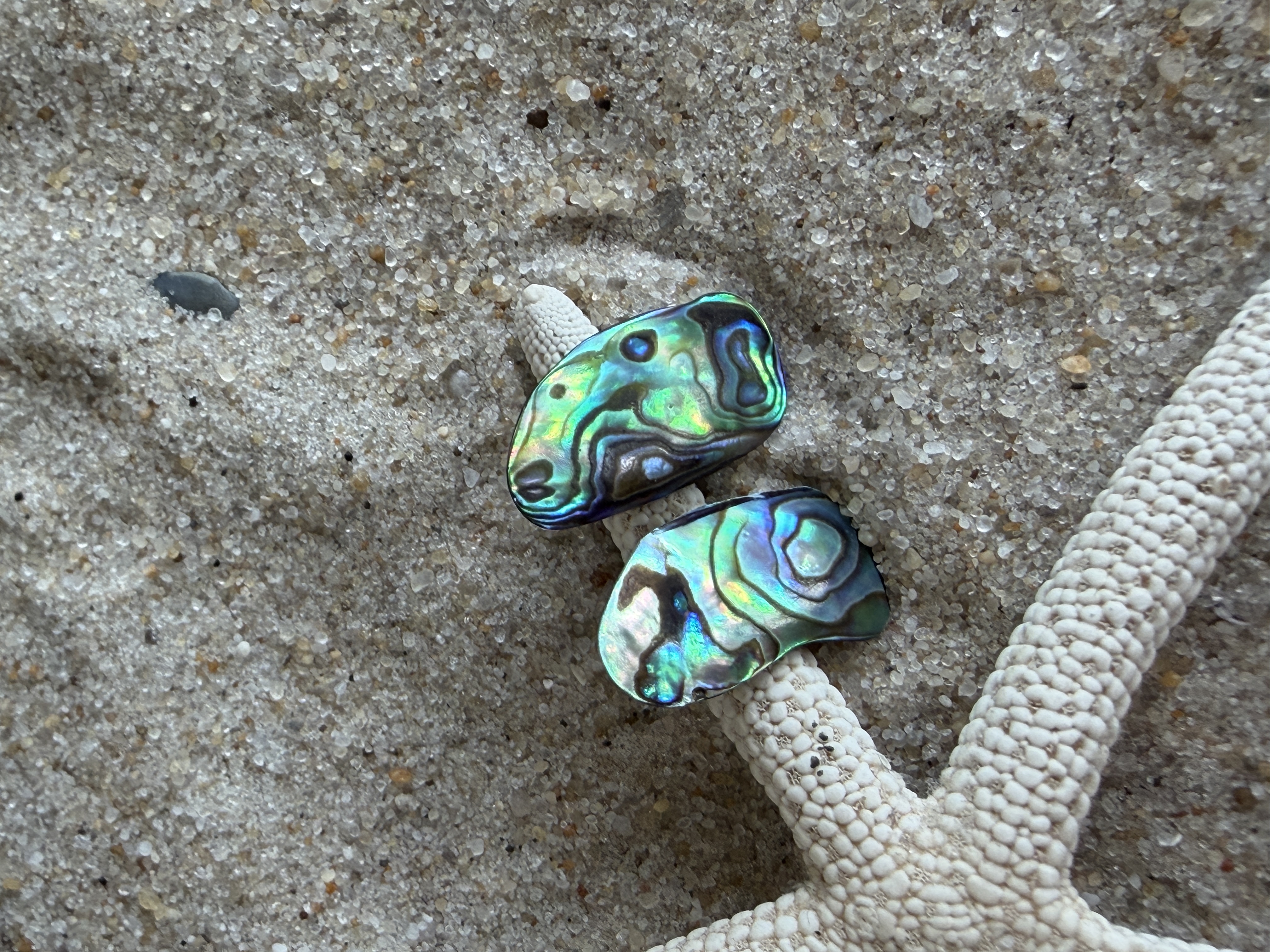 Abalone Shell Studs No. 4 — Handmade by Geena Dykes at Taylor And Caroline