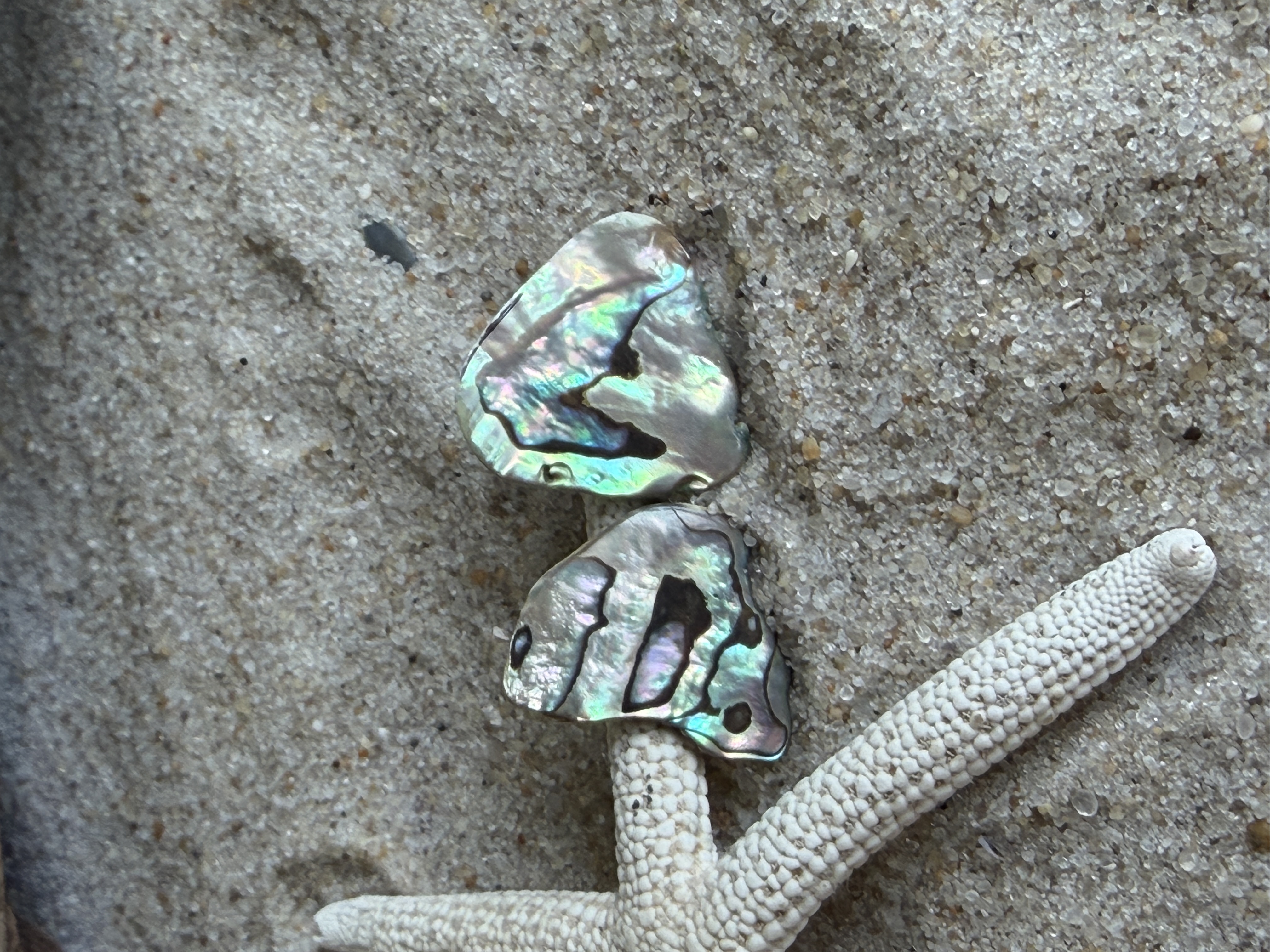 Abalone Shell Studs No. 6 — Handmade by Geena Dykes at Taylor And Caroline