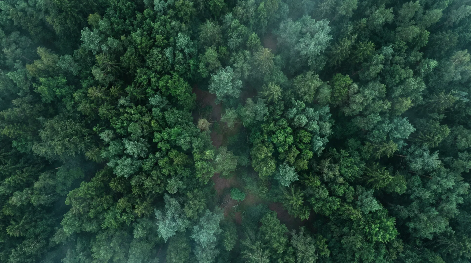 Aerial view of a European forest canopy