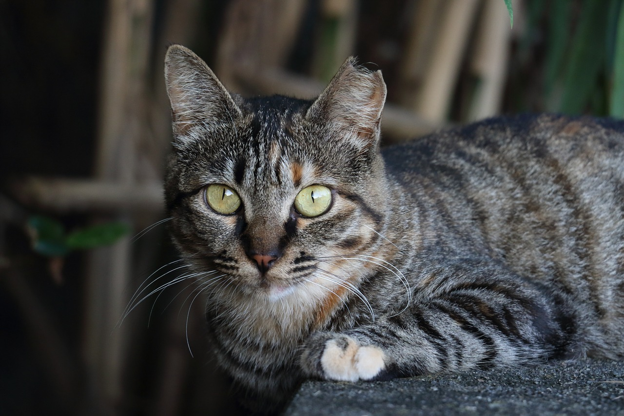 Pet