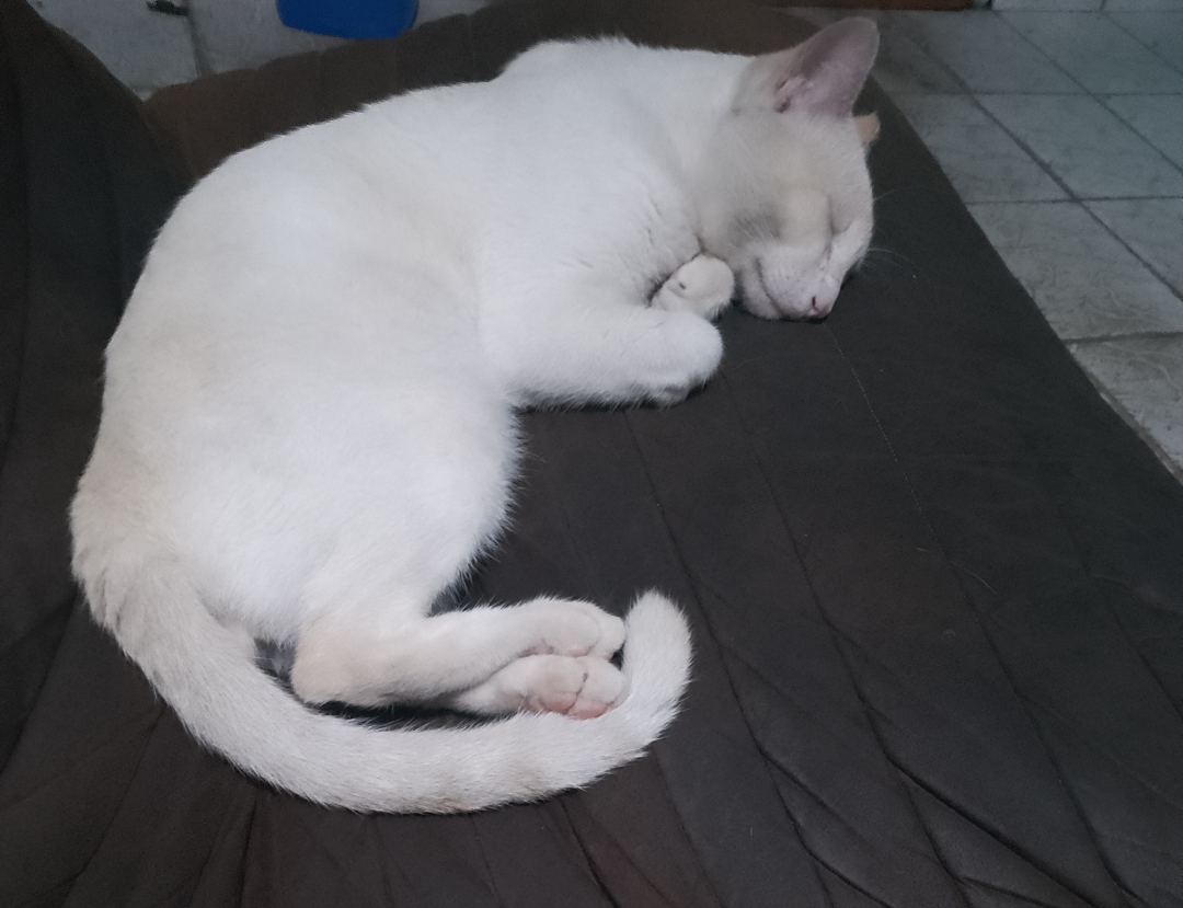 Pingo no sono de beleza, kkk 