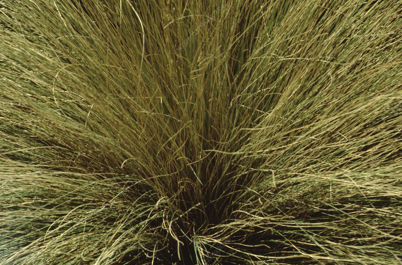 Close-up of long-stemmed, bushy grass or sedge