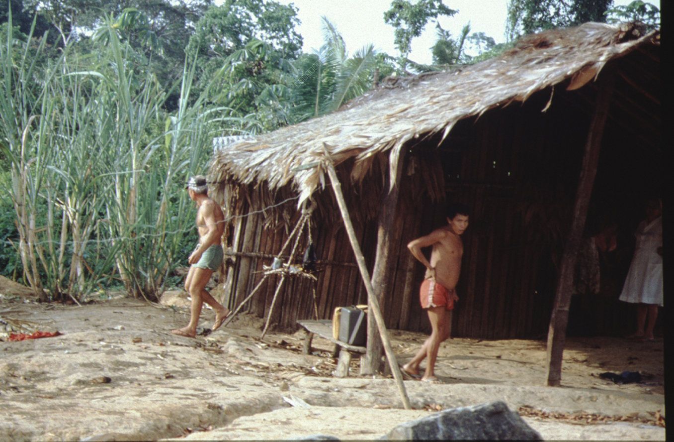 Encounter at the Tropical Shelter