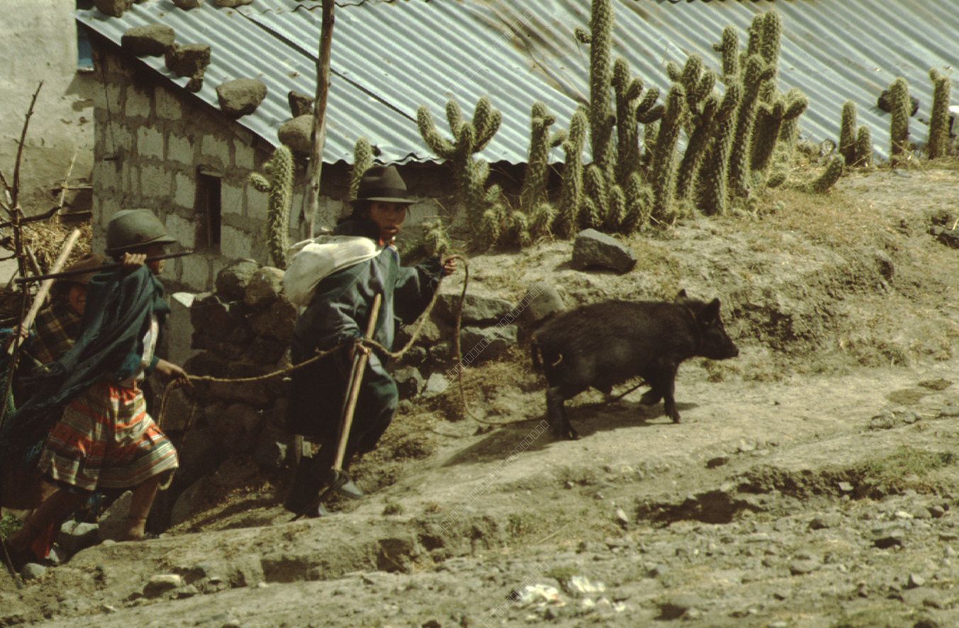 Indigenous Population Herding Livestock in the Andes