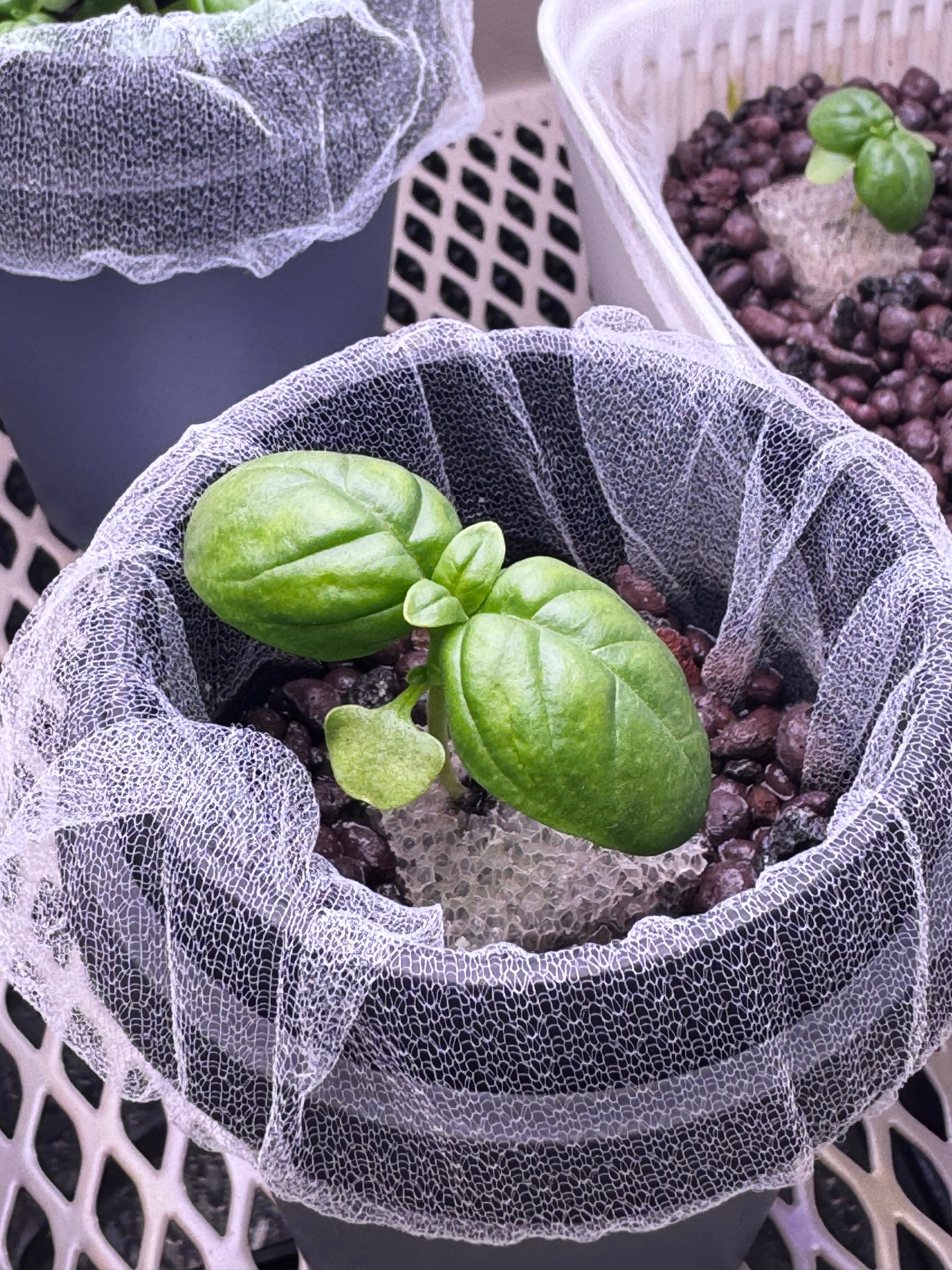 冬の水耕栽培 - バジルの冬場発根