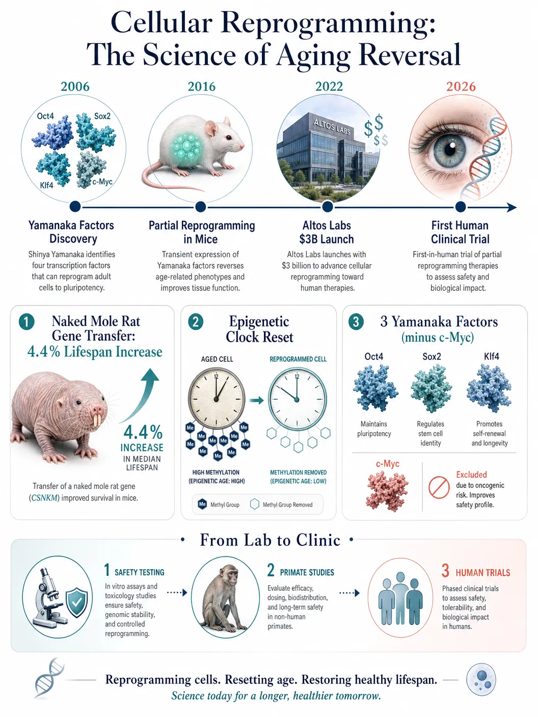 Turning Back the Clock: How Cellular Reprogramming Is Rewriting the Biology of Aging