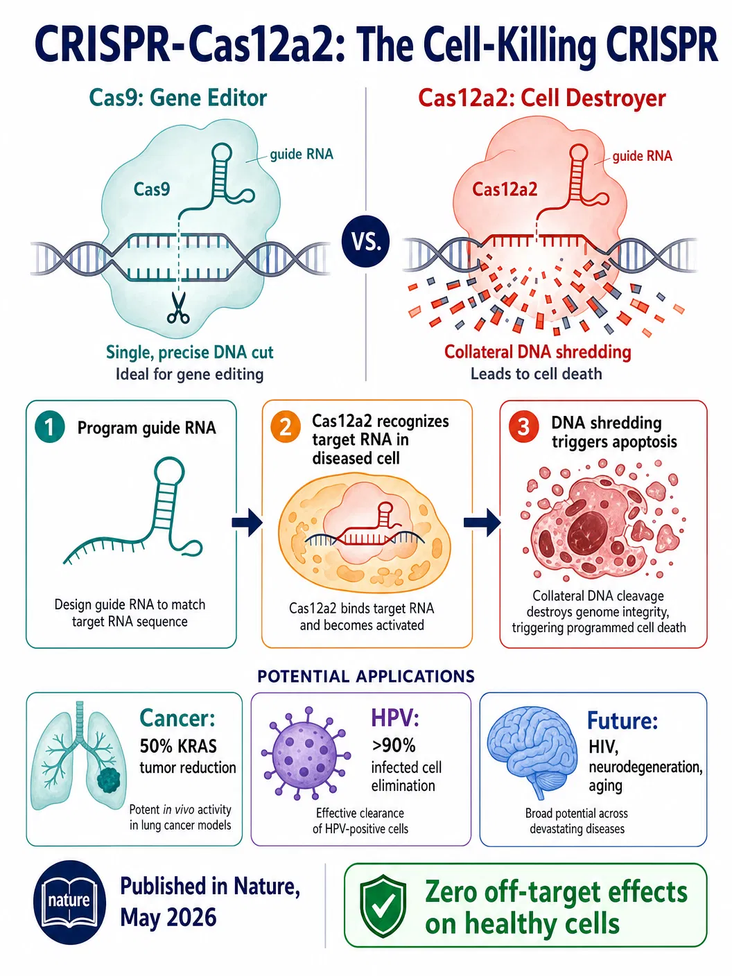The Cell-Killing CRISPR — How Cas12a2 Destroys Cancer and Virus-Infected Cells While Leaving Healthy Tissue Untouched